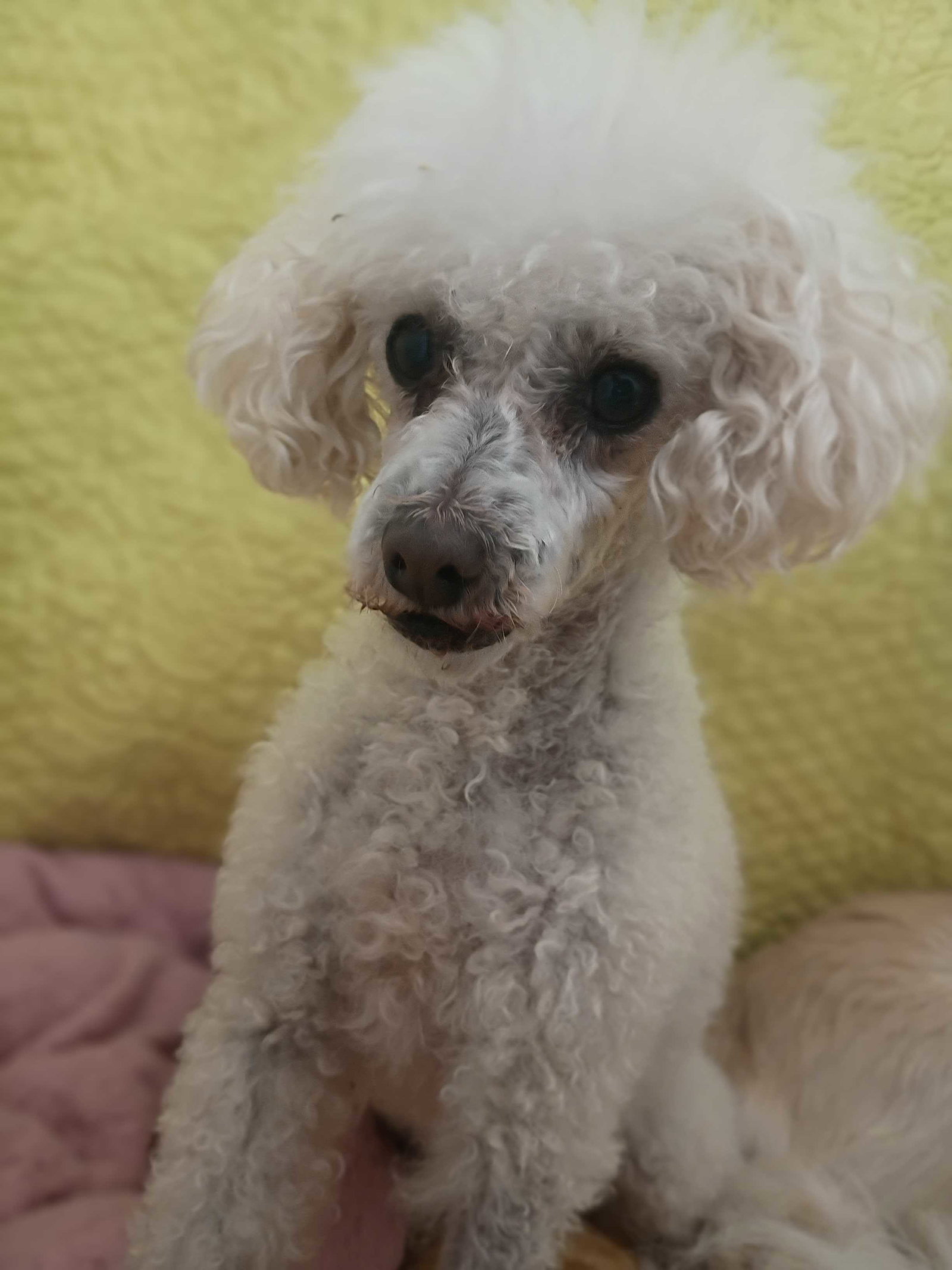 Photo 3 of 5 — Peanut May 26 Bonded to Sadie May 26