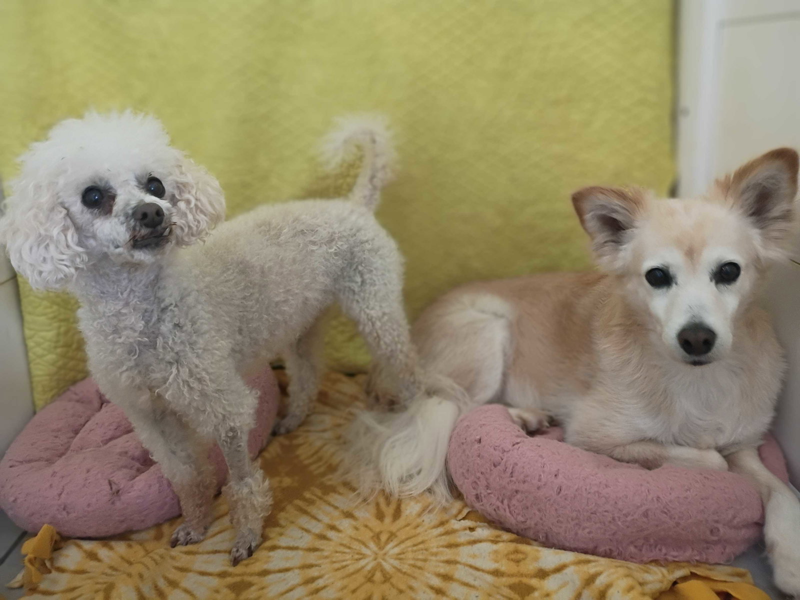 Photo 4 of 5 — Peanut May 26 Bonded to Sadie May 26