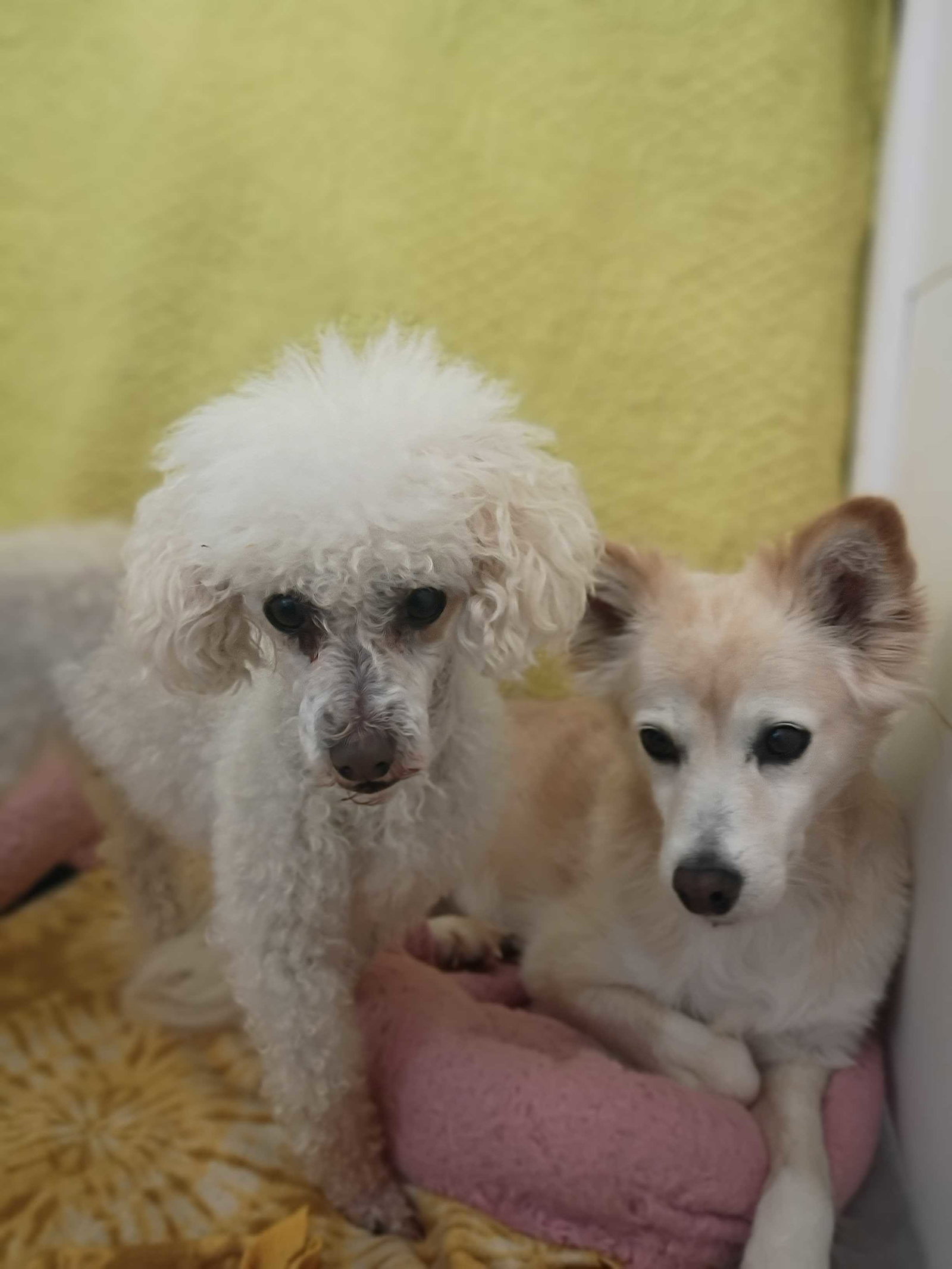 Photo 5 of 5 — Peanut May 26 Bonded to Sadie May 26