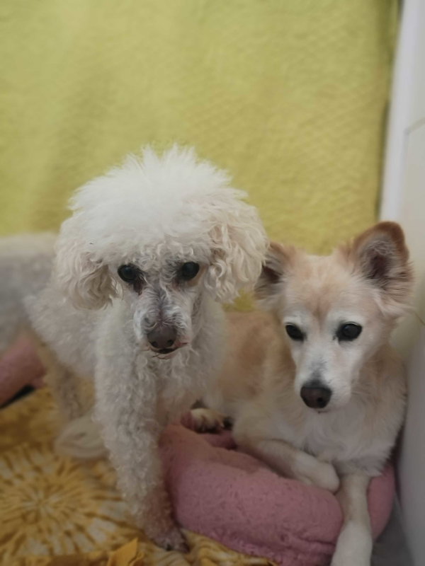 Peanut May 26 Bonded to Sadie May 26