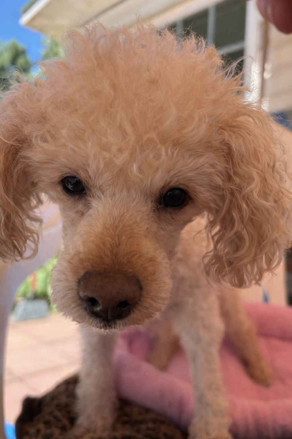Photo 2 of 4 — Queenie May 26