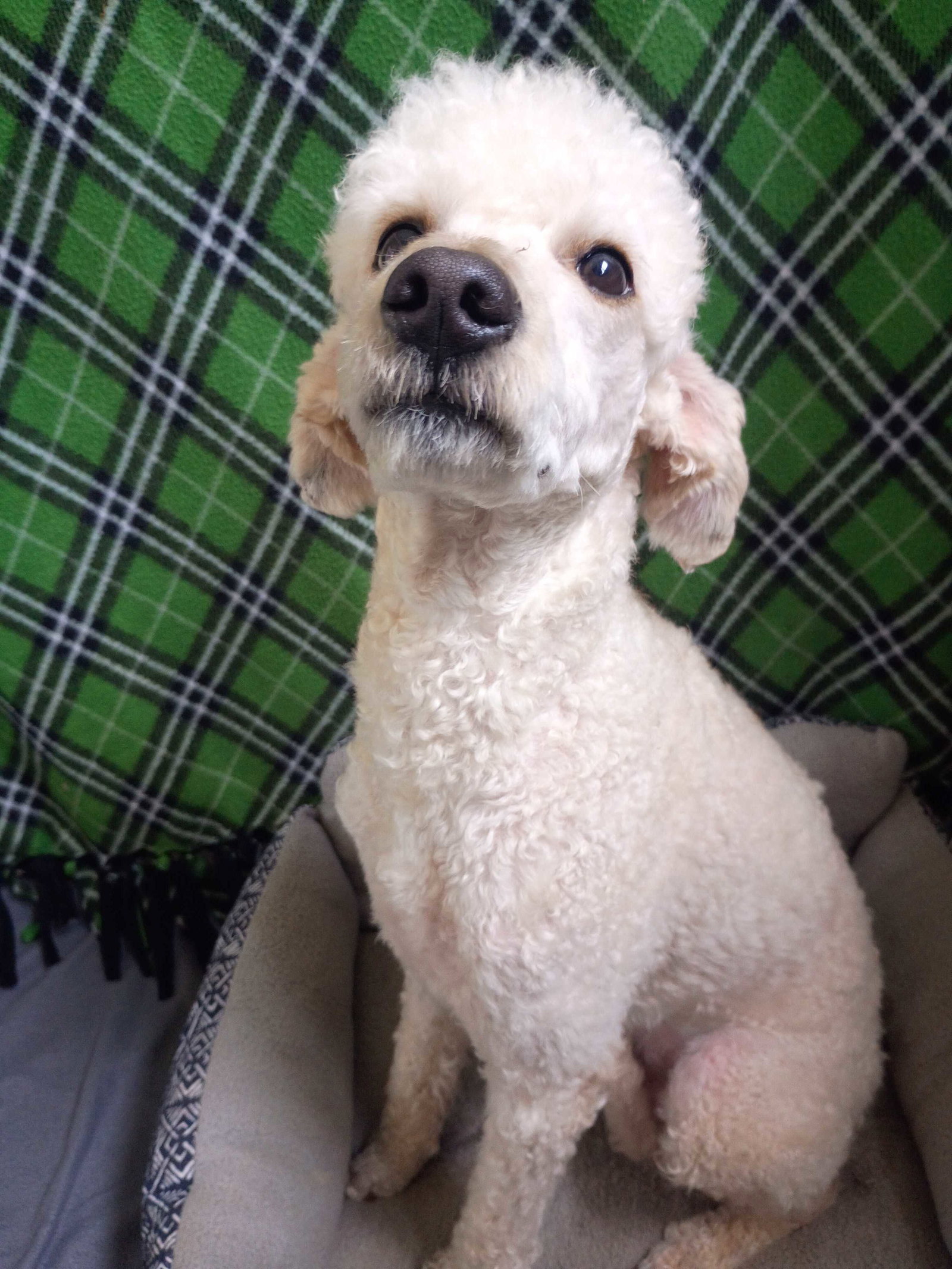 Photo 3 of 8 — Angus May 26