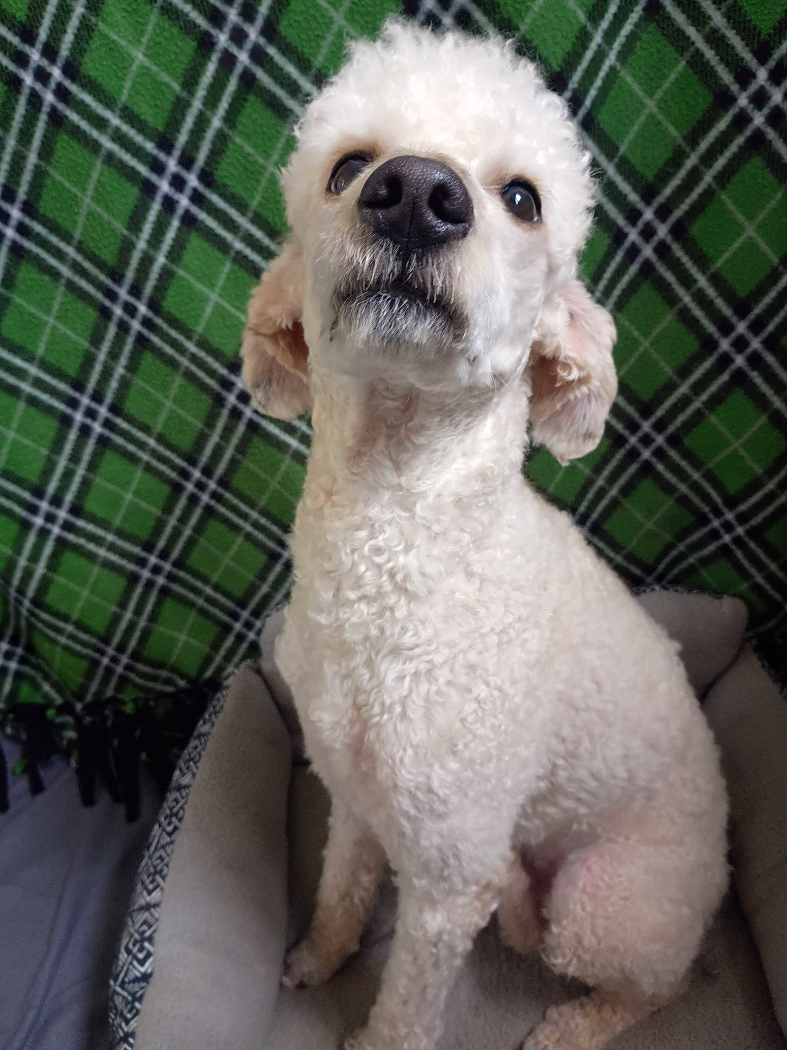 Photo 7 of 8 — Angus May 26