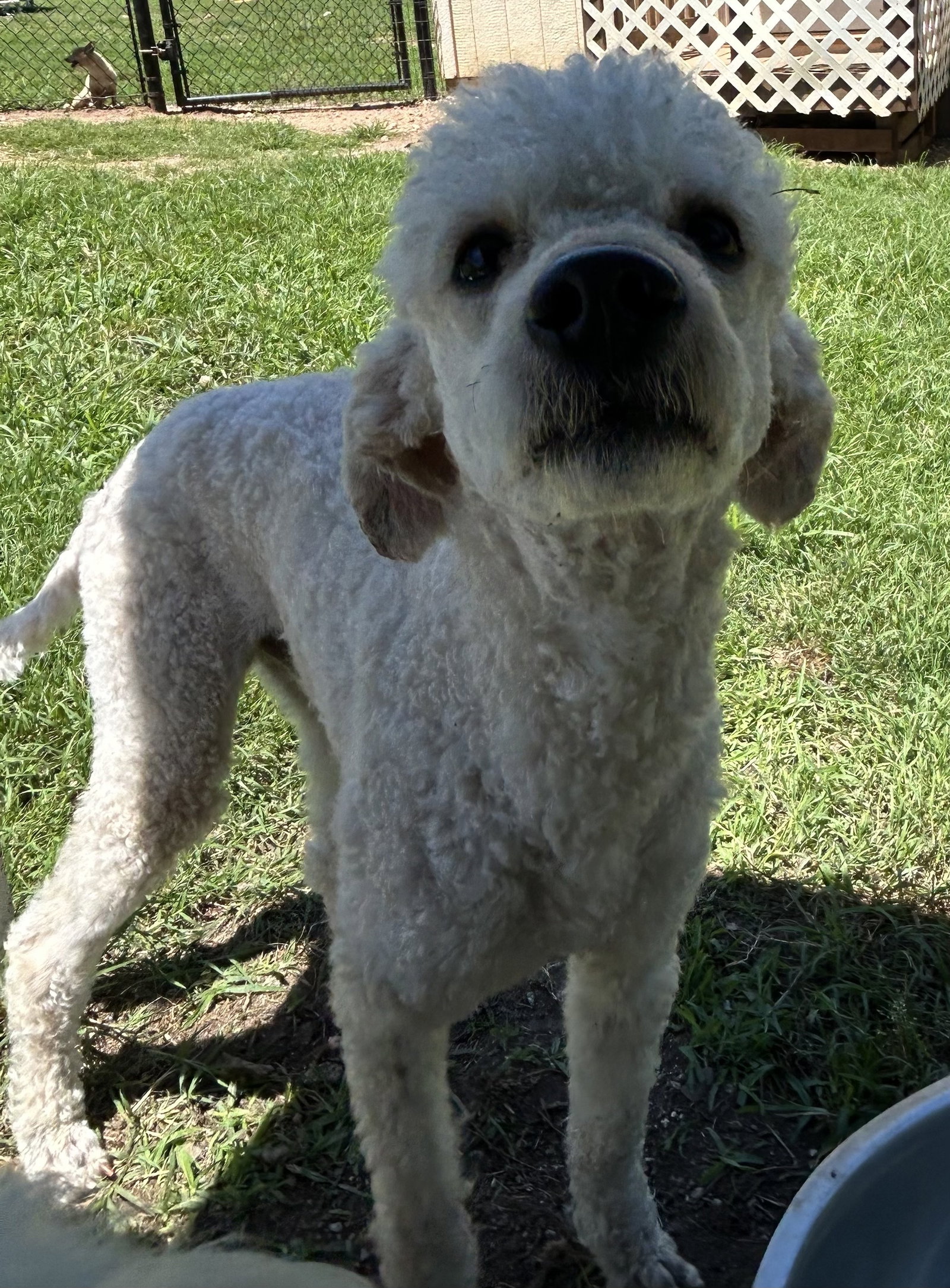 Photo 2 of 8 — Angus May 26