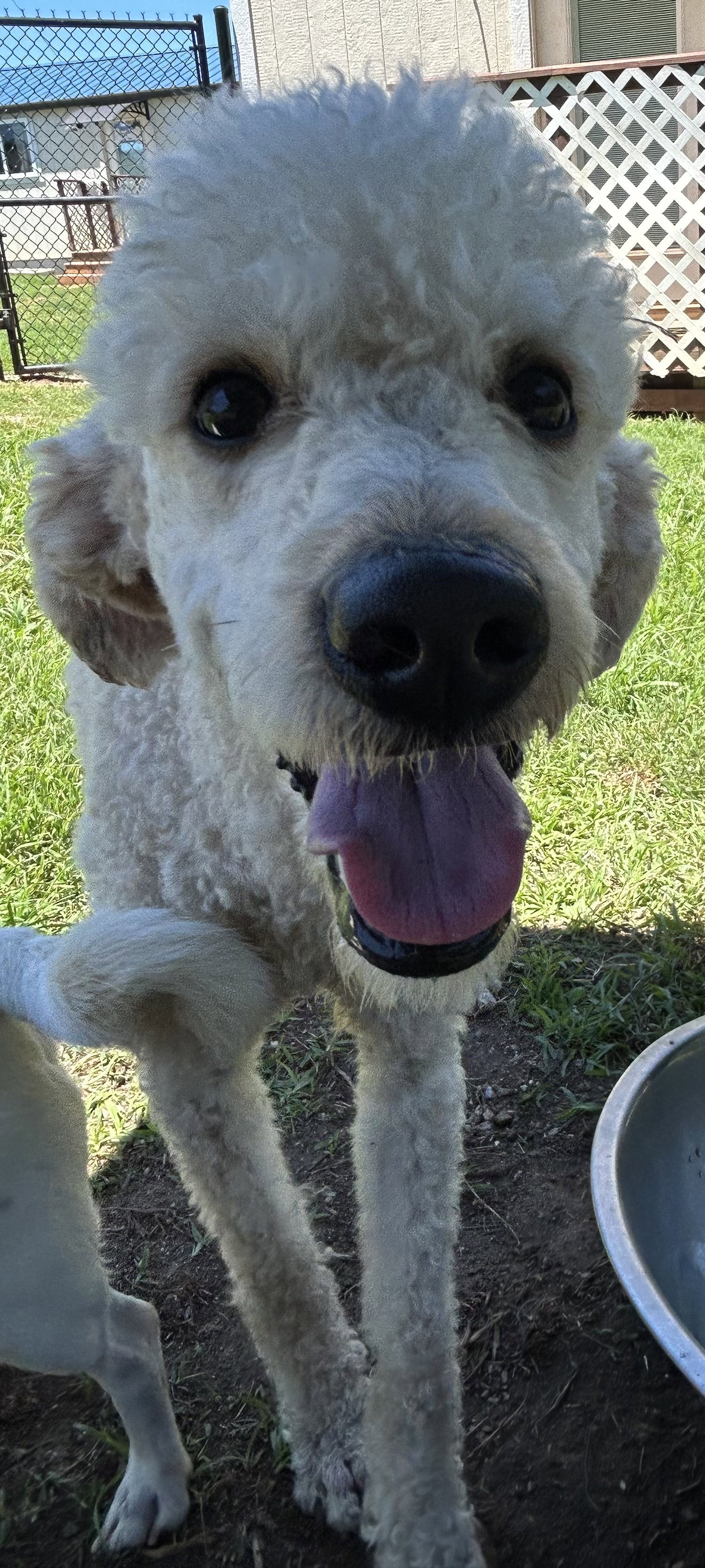 Photo 4 of 8 — Angus May 26