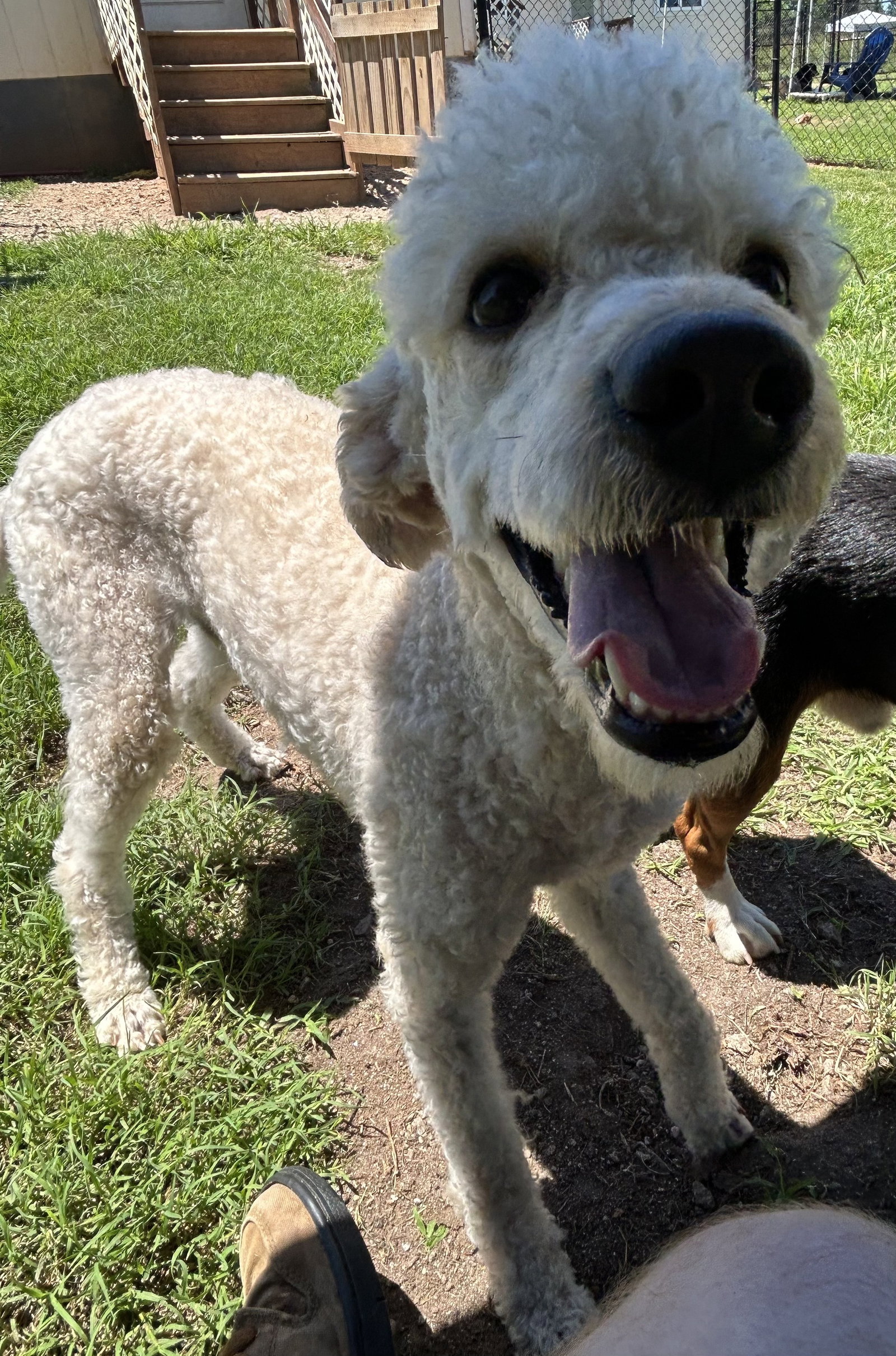 Photo 6 of 8 — Angus May 26