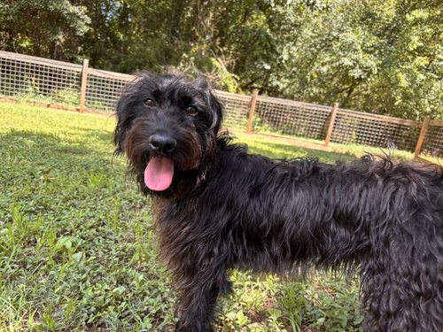 Miley May 26, a dog for adoption from Carolina Poodle Rescue
