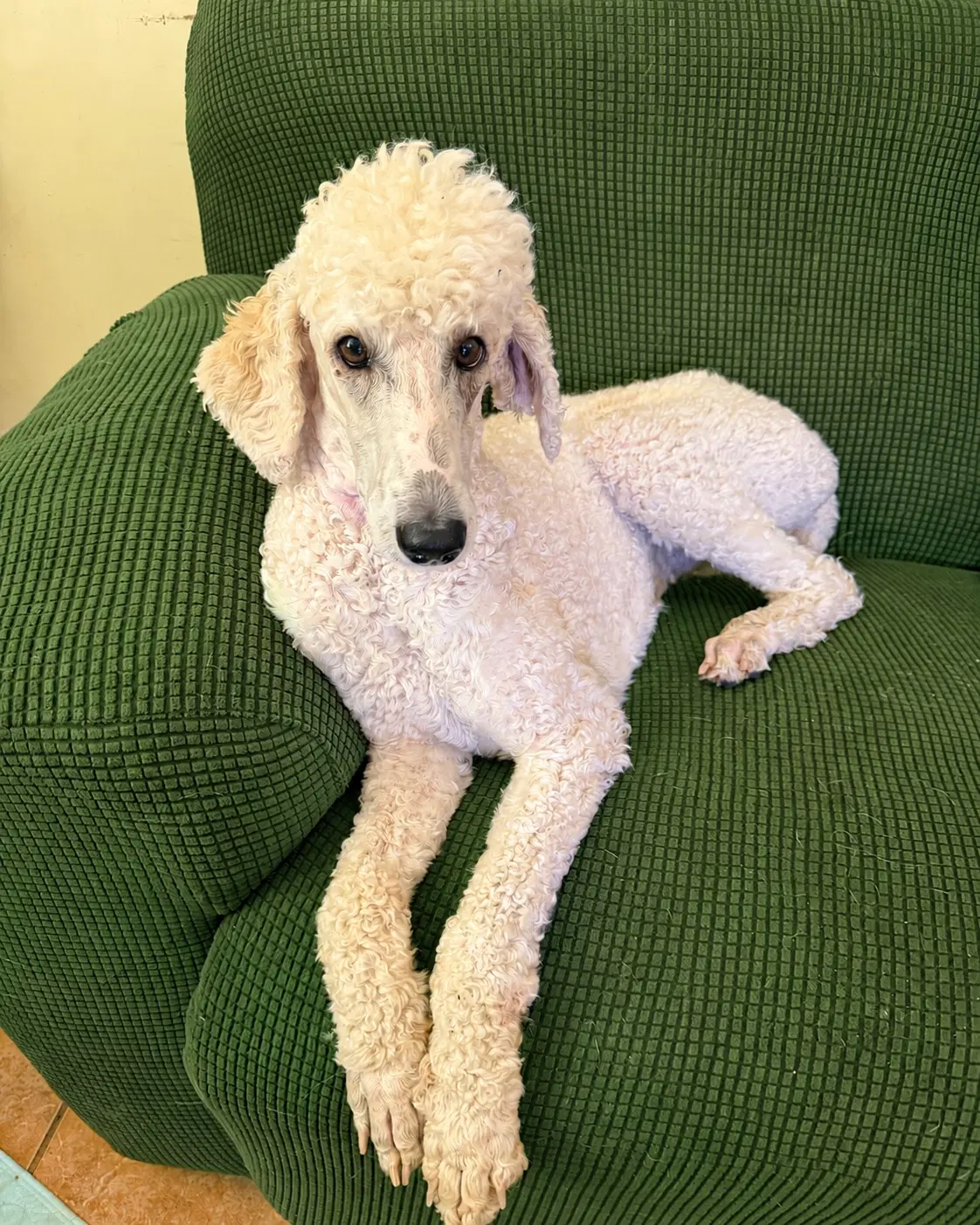 Buffy Neal - May - Poodle (Standard)