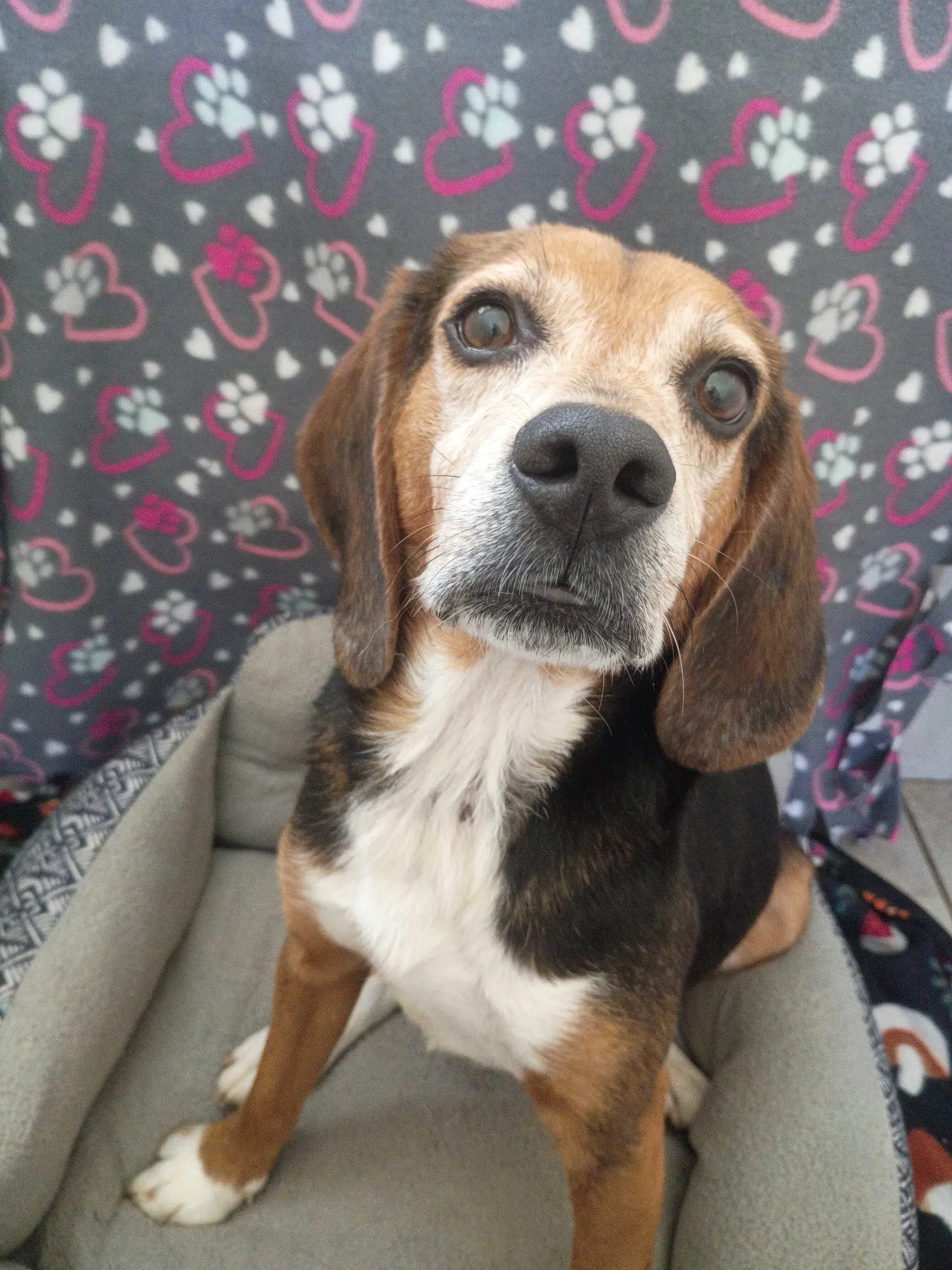 Elvis Apr - Beagle