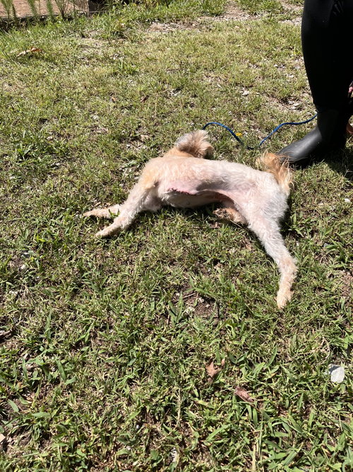 Bennie May 26 photo 7
