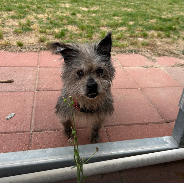 Charlie Brown May 26 - In Foster in Rocky Mt, NC