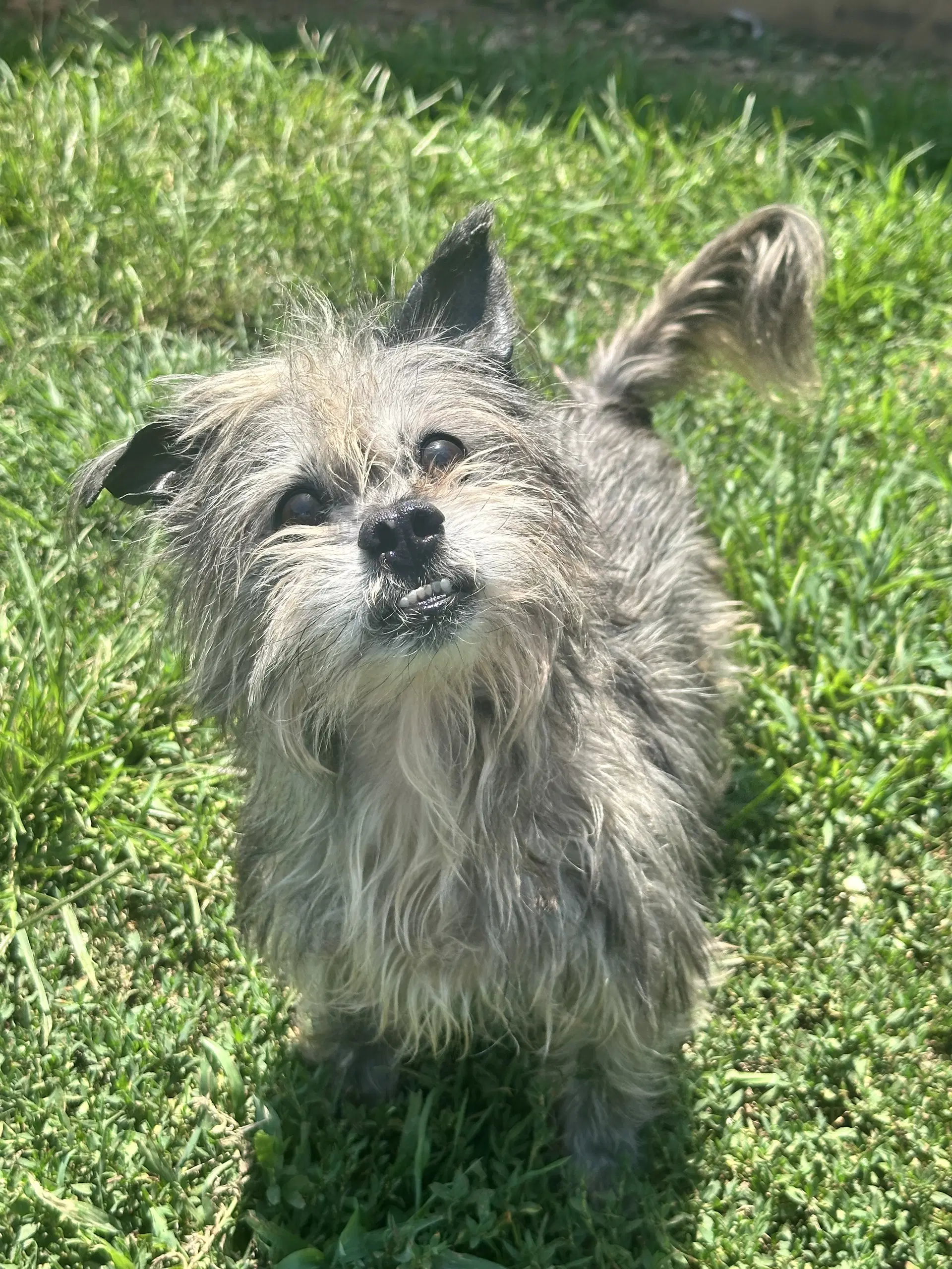 Charlie Brown May - Yorkshire Terrier Yorkie
