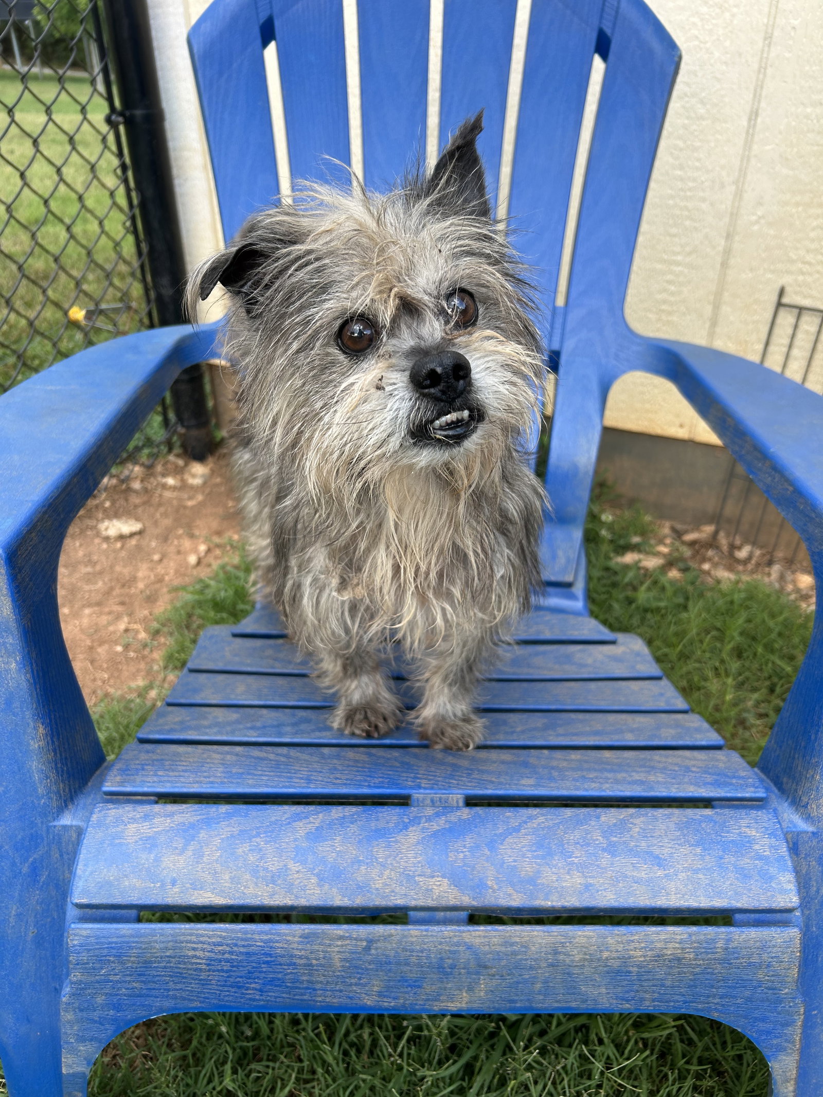 Photo 3 of 8 — Charlie Brown May 26 - In Foster in Rocky Mt, NC
