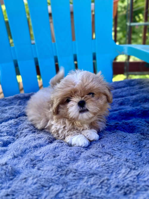 Eddie Apr 26 - Dazzle Pup