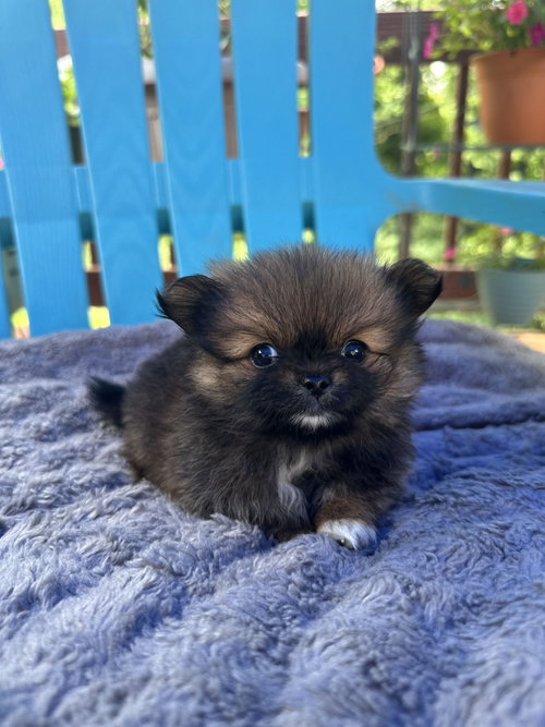 Peyton Apr 26 - Dazzle Pup