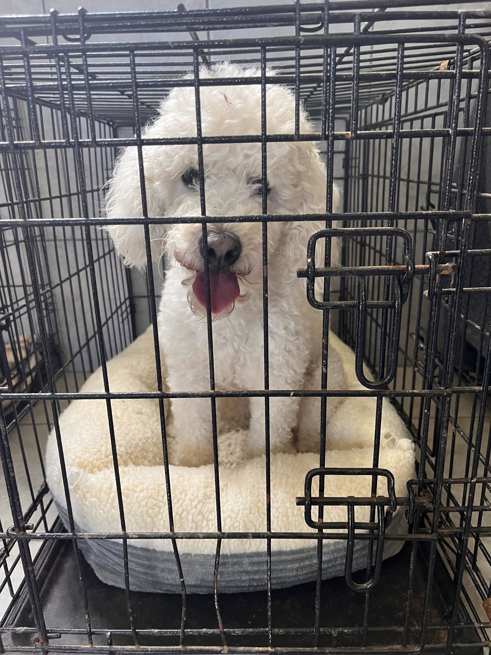 Photo 7 of 8 — Louie Jun26