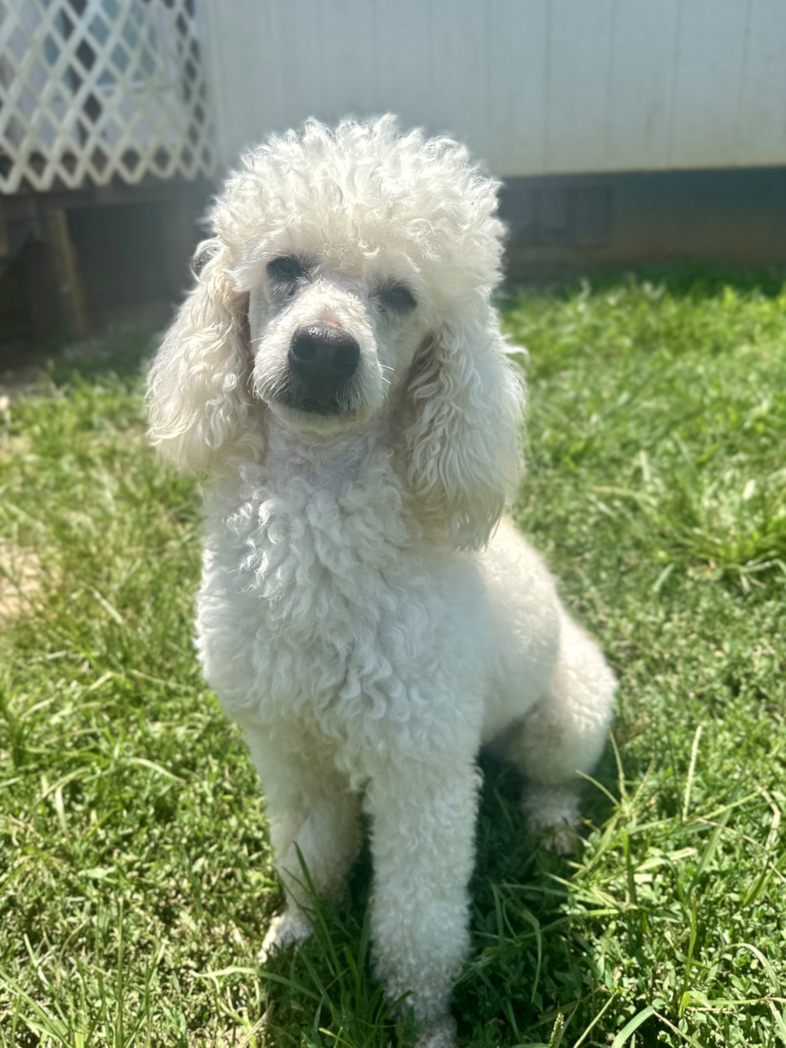 Photo 4 of 8 — Louie Jun26