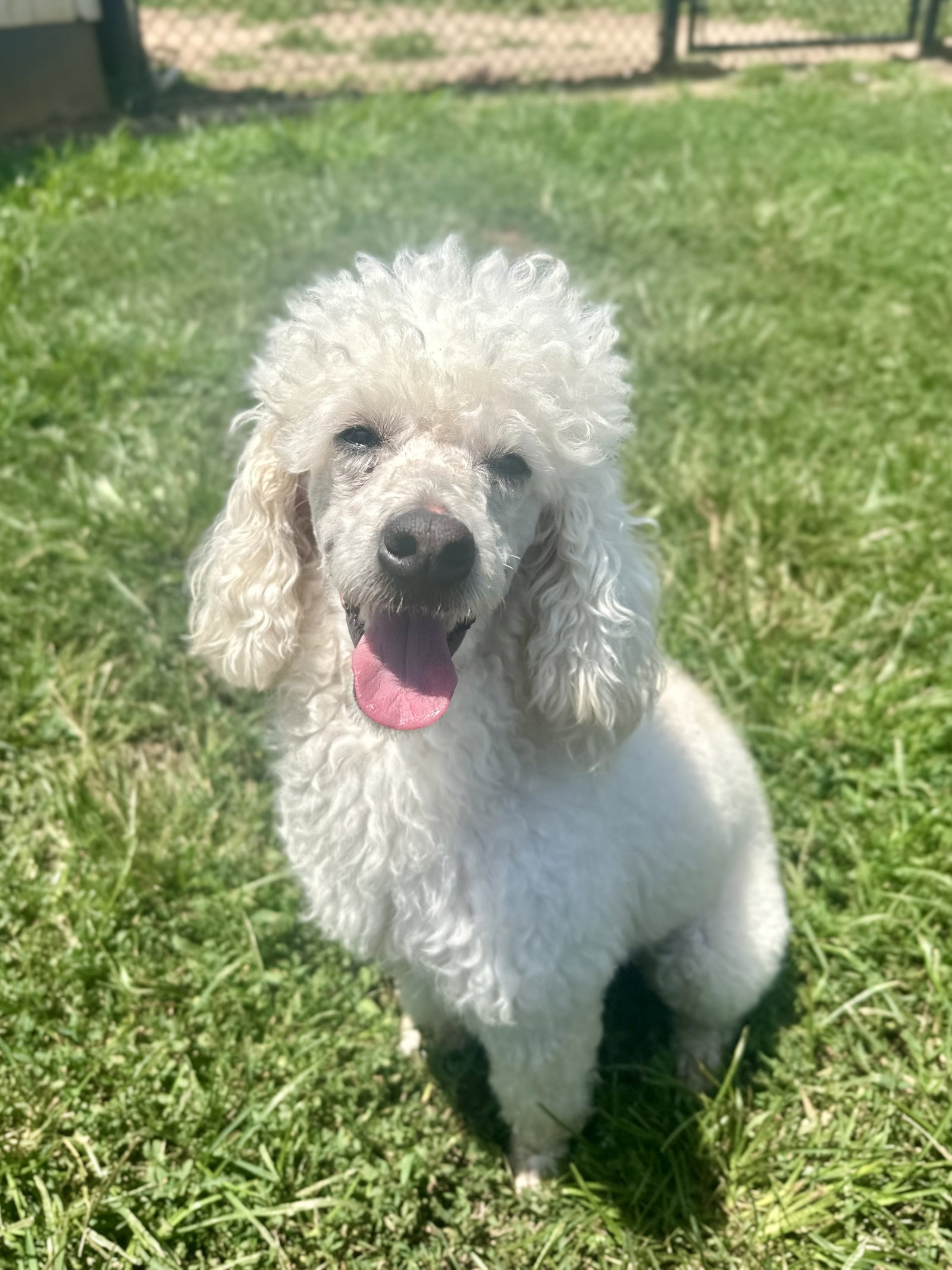 Photo 6 of 8 — Louie Jun26