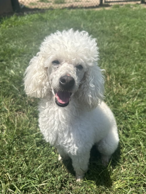 Louie Jun26, an adoptable Poodle in Pacolet, SC
