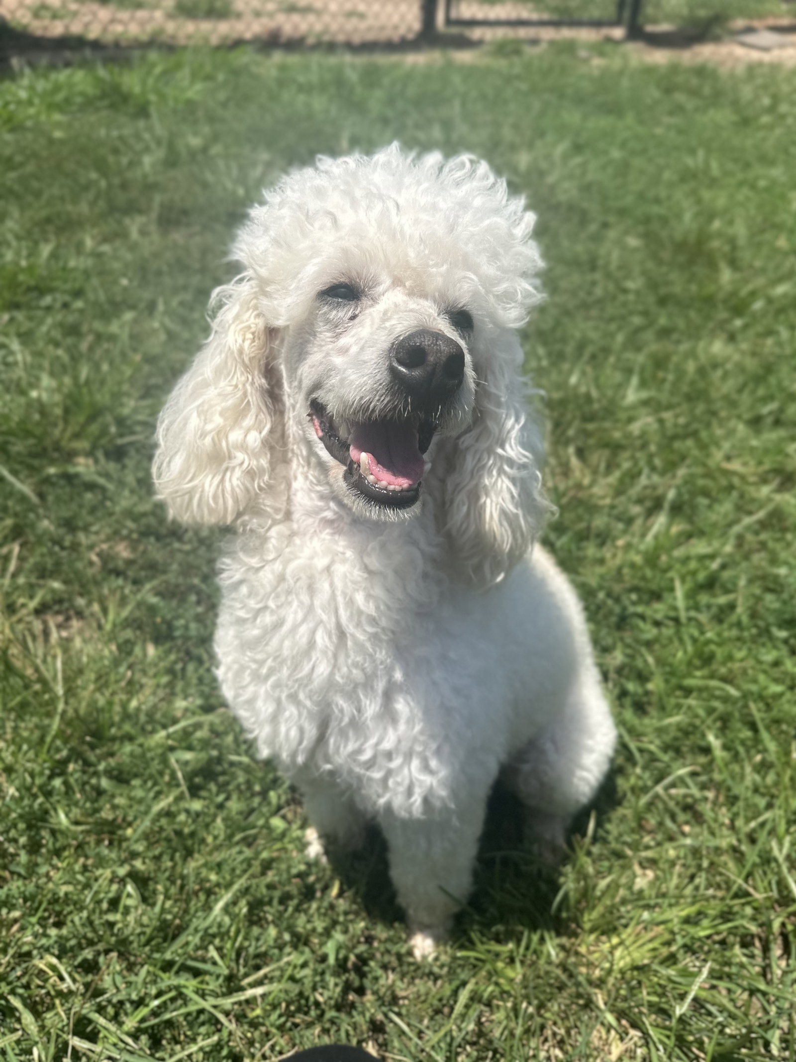 Photo 8 of 8 — Louie Jun26