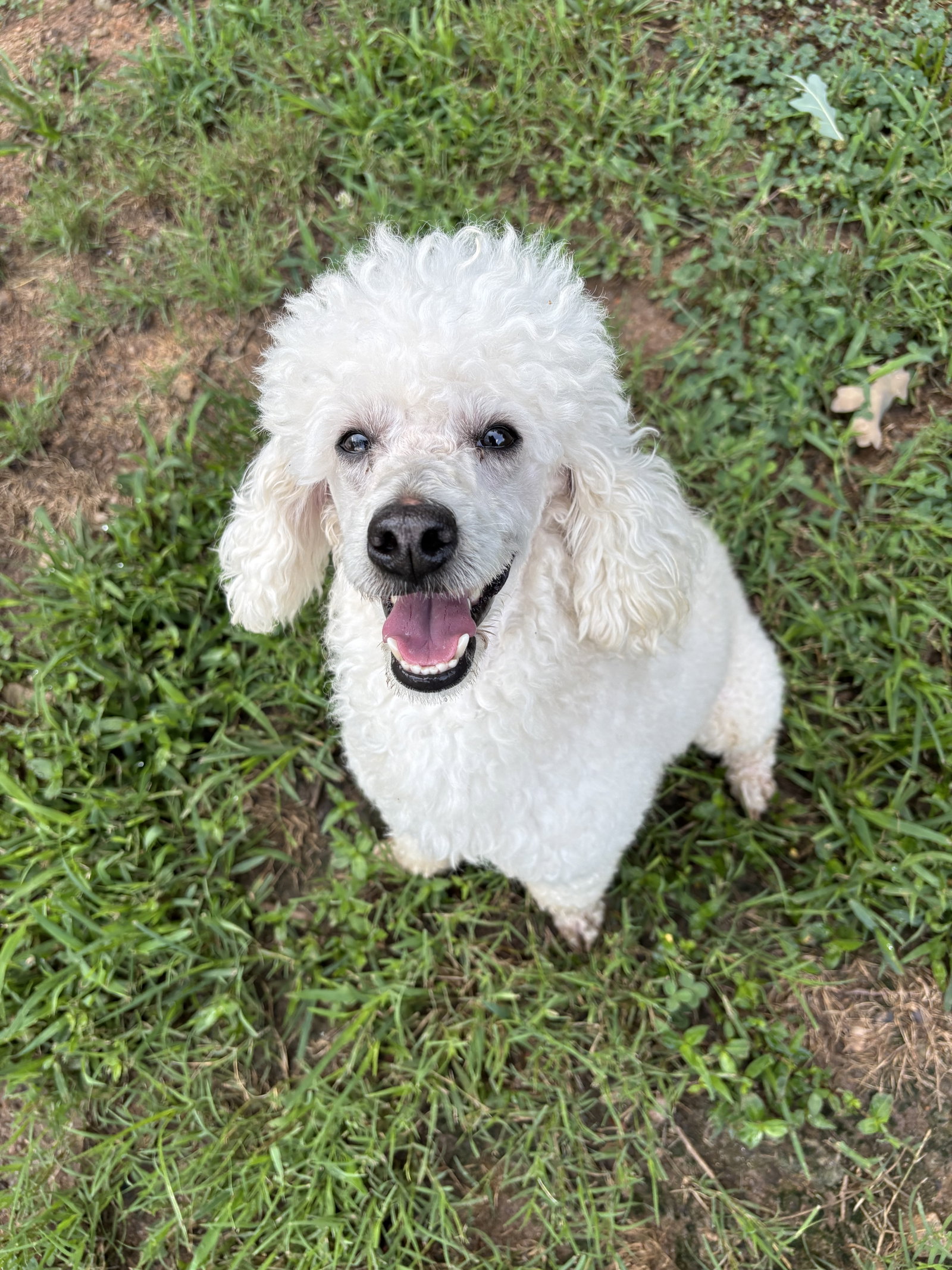 Photo 3 of 8 — Louie Jun26