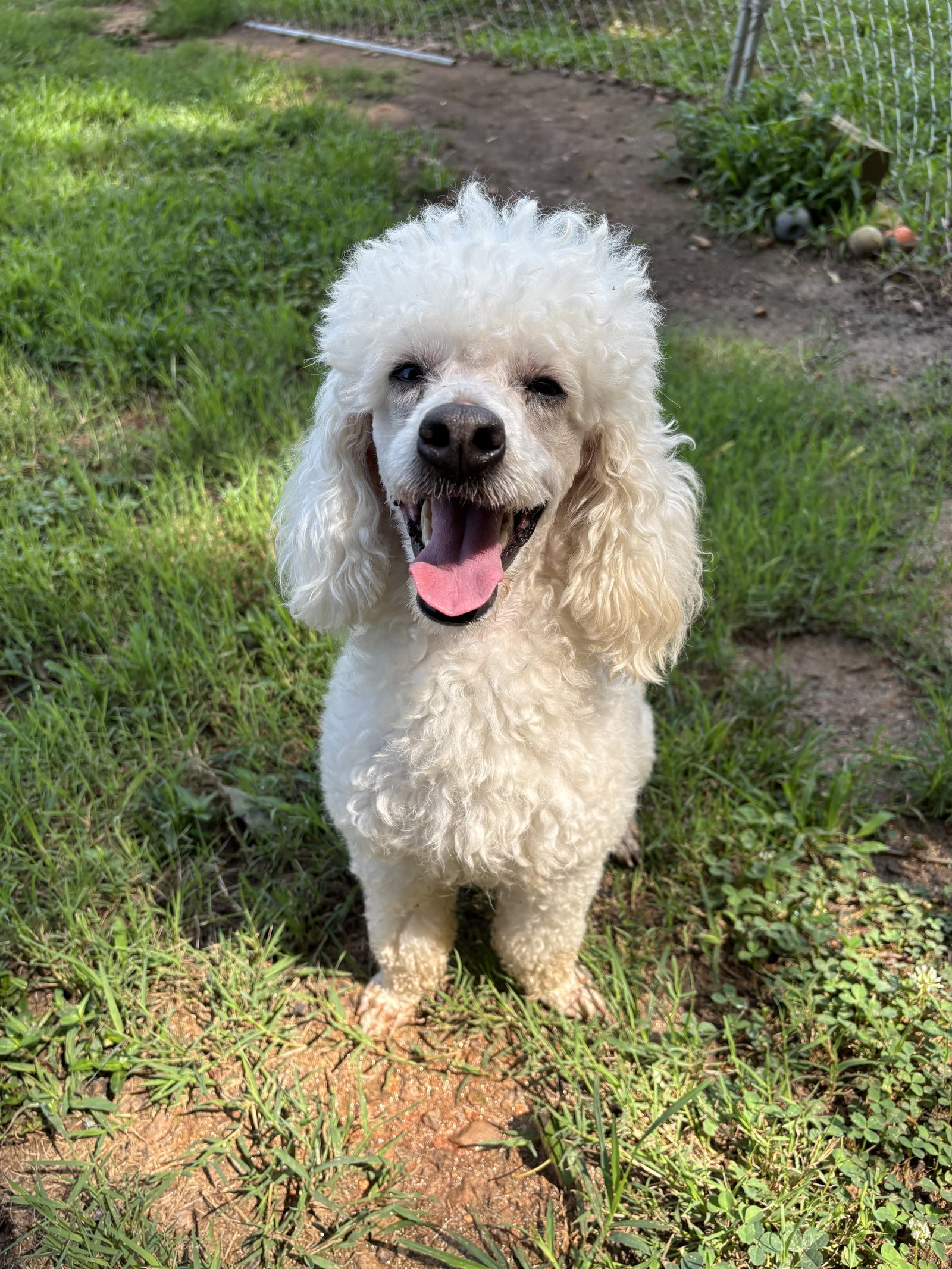 Photo 2 of 8 — Louie Jun26