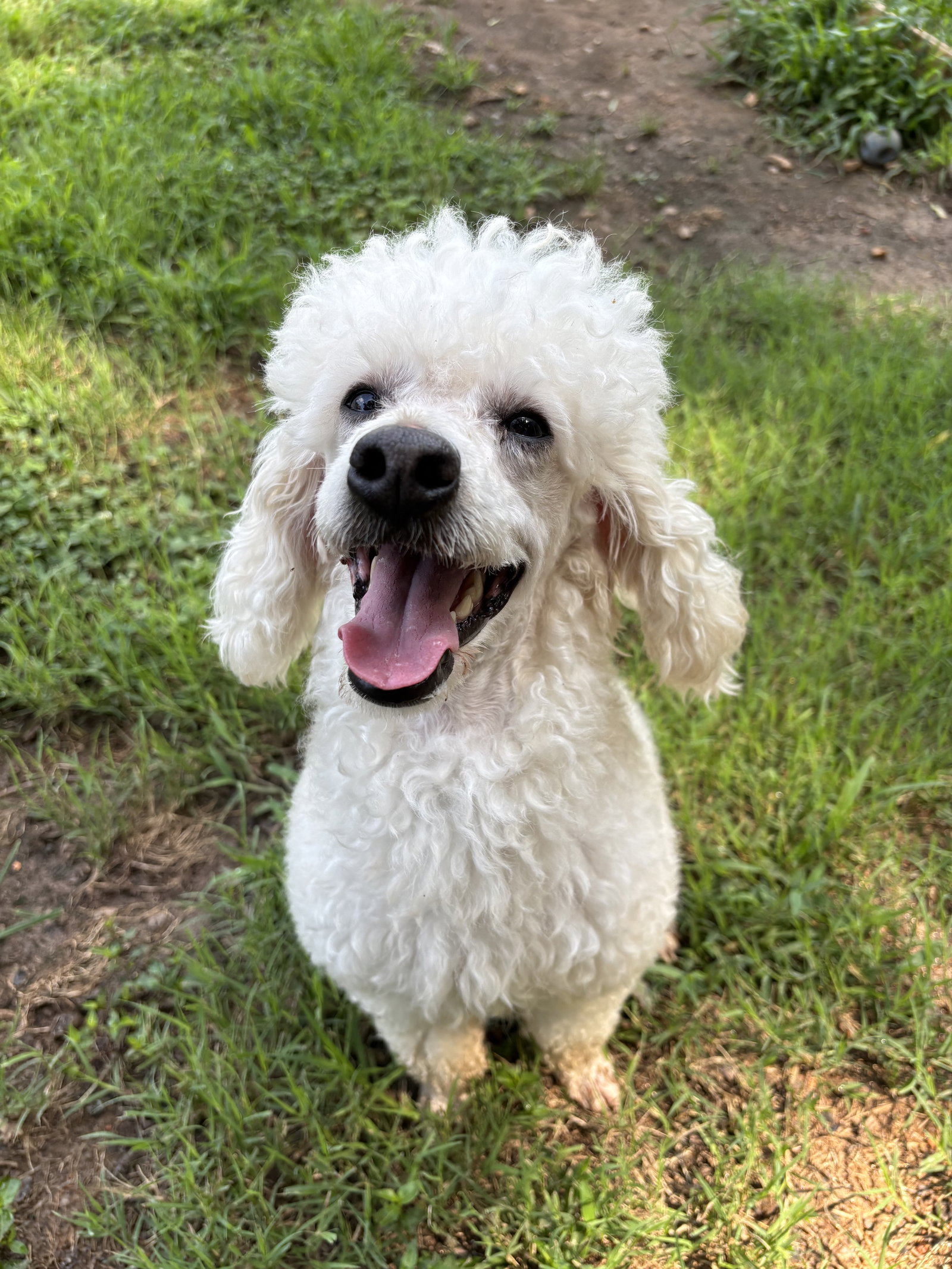 Photo 5 of 8 — Louie Jun26