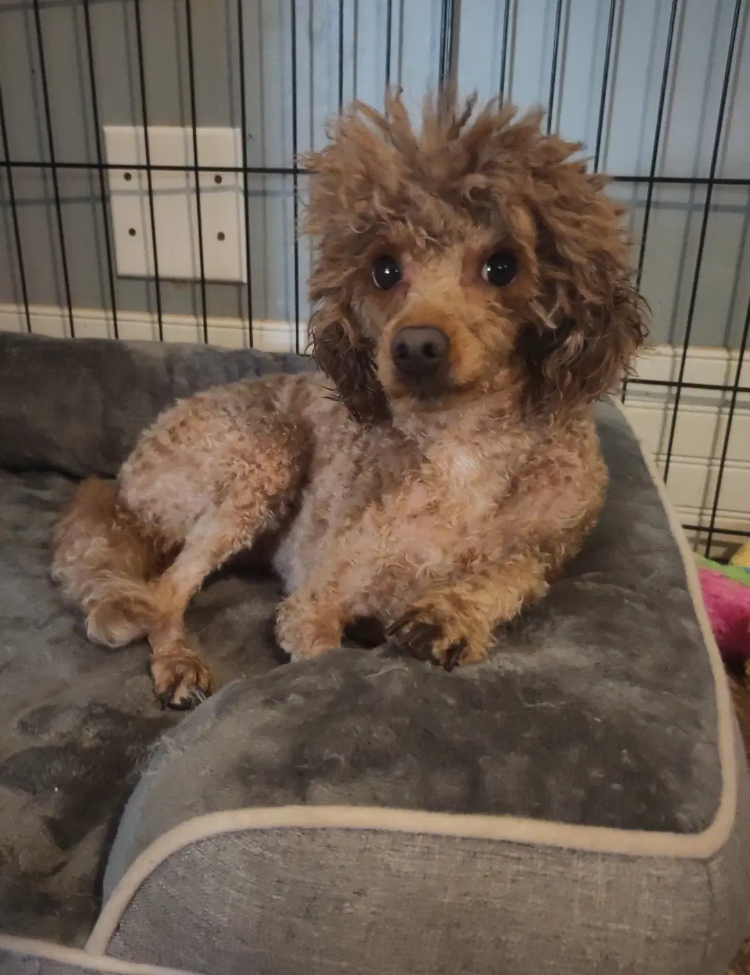 Mera Jun  In Foster In Charlotte Nc - Poodle (Toy)