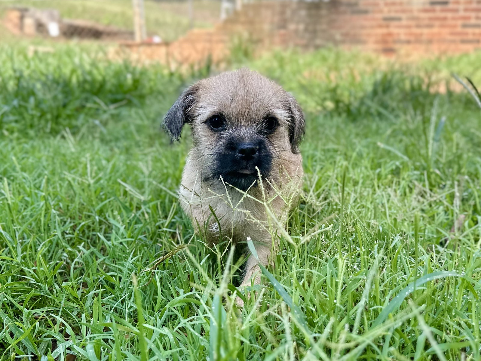 Photo 5 of 6 — Violet - A Bridget Pup - In Foster in Raleigh, NC