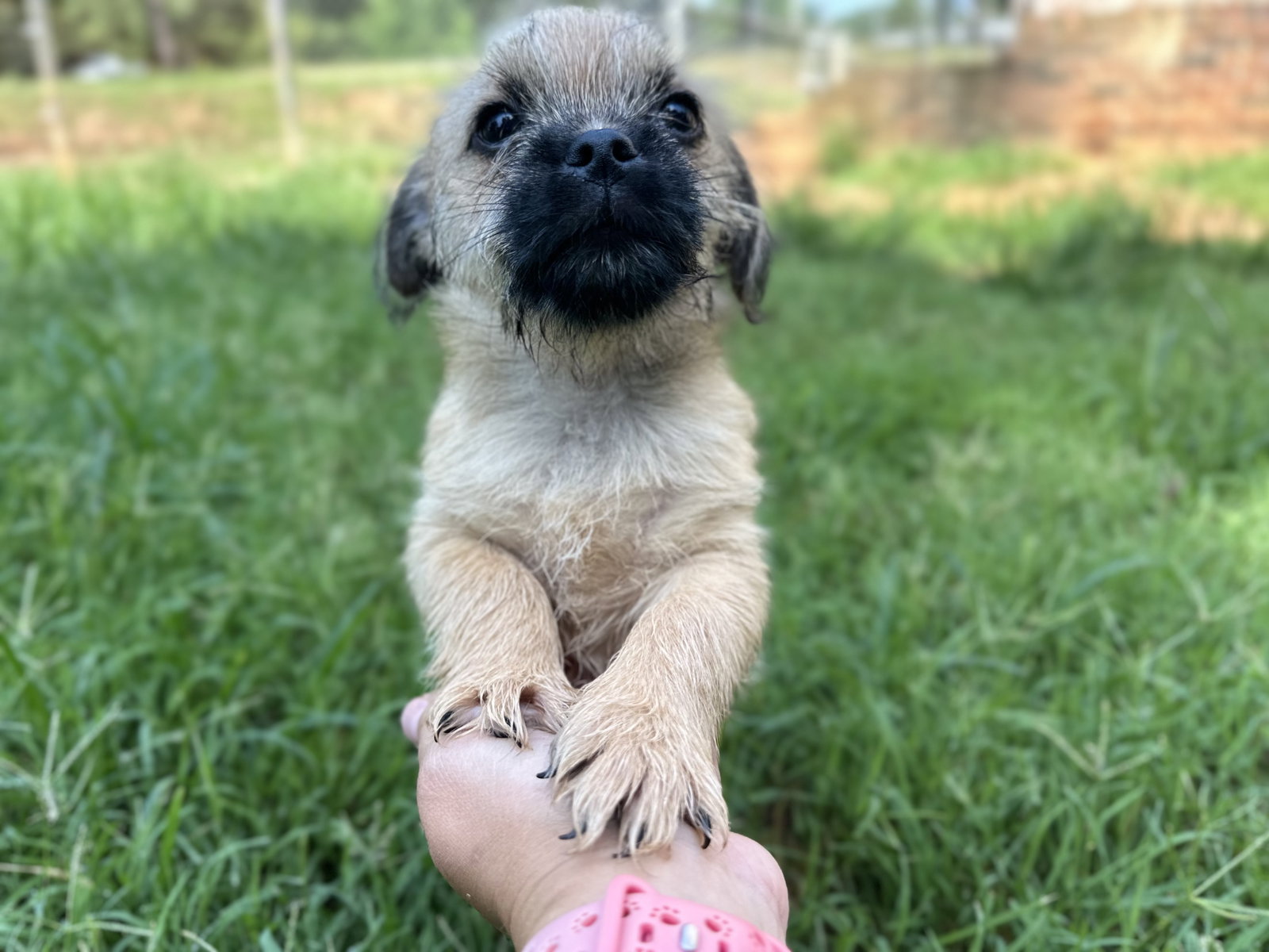 Photo 3 of 6 — Violet - A Bridget Pup - In Foster in Raleigh, NC