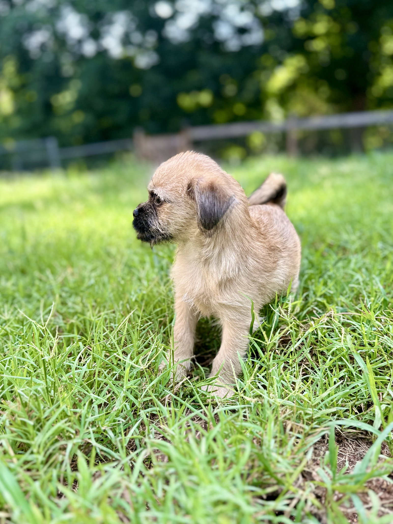 Photo 4 of 6 — Violet - A Bridget Pup - In Foster in Raleigh, NC