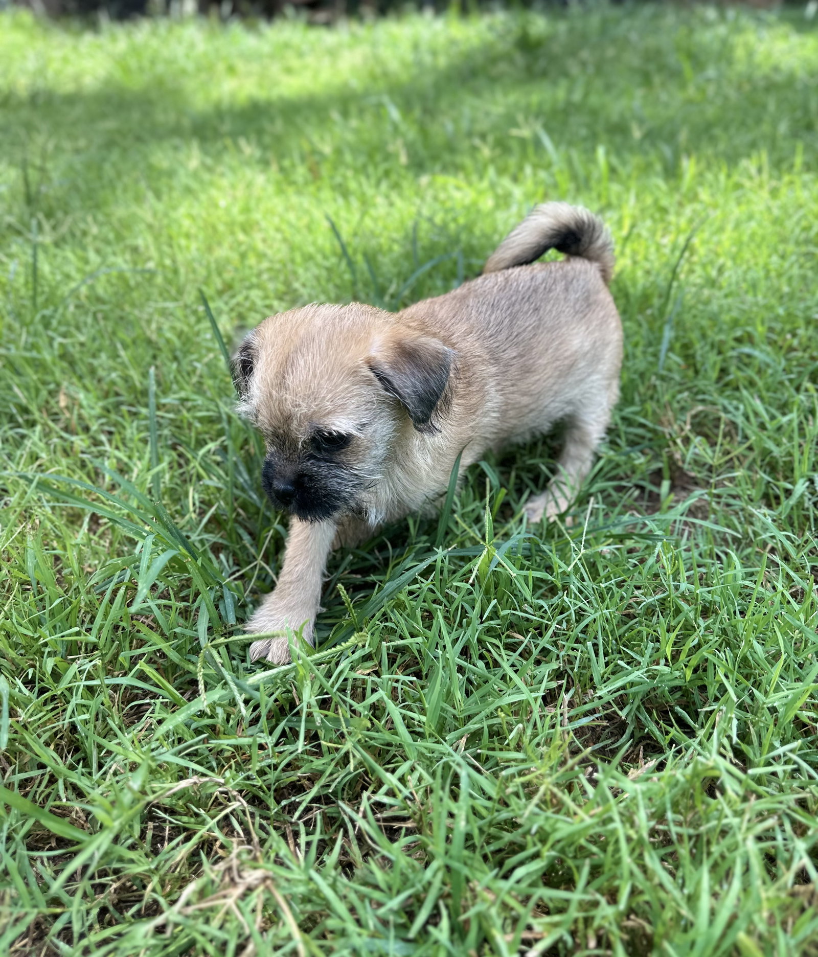Photo 6 of 6 — Violet - A Bridget Pup - In Foster in Raleigh, NC
