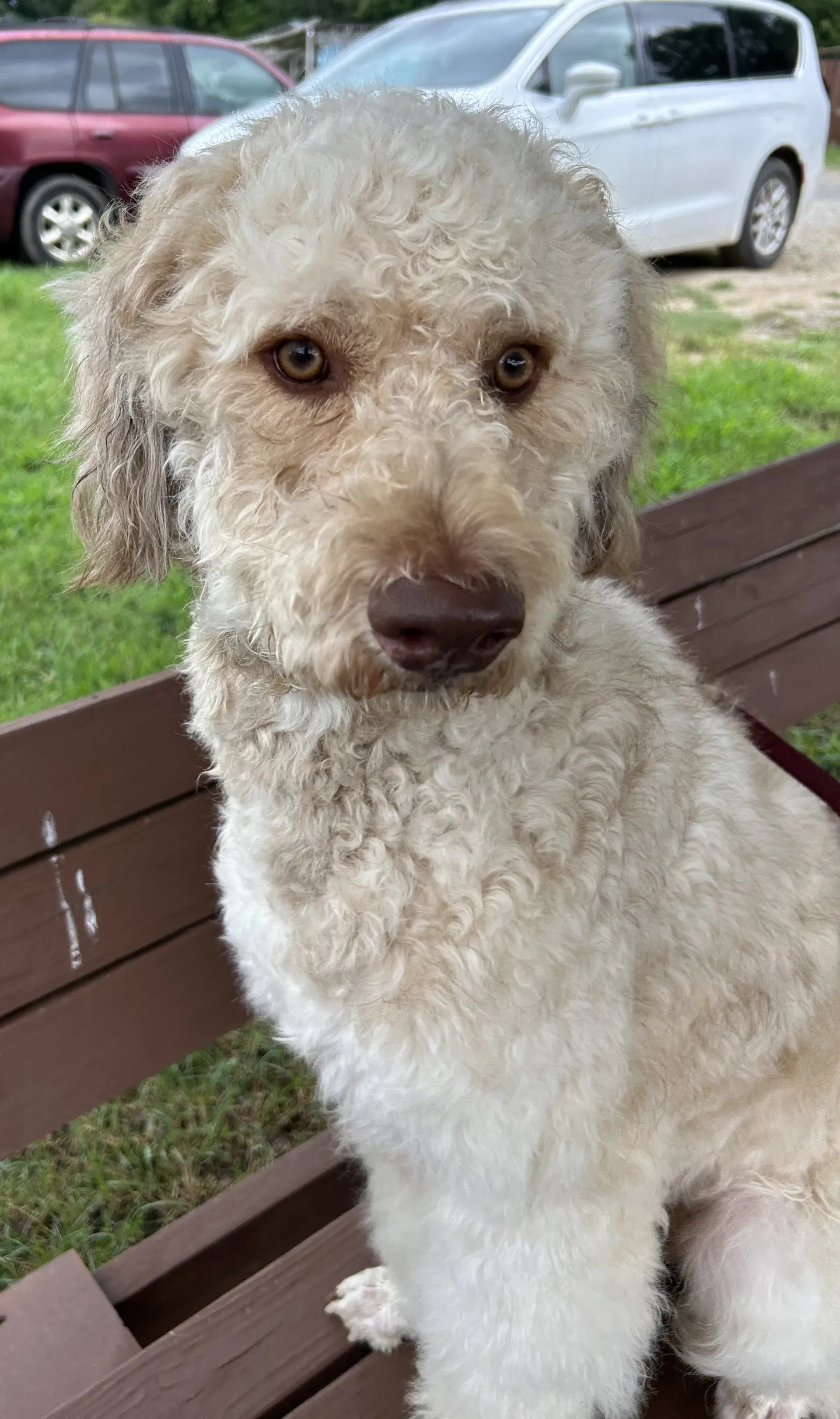 Snickers Jul - Poodle (Standard)