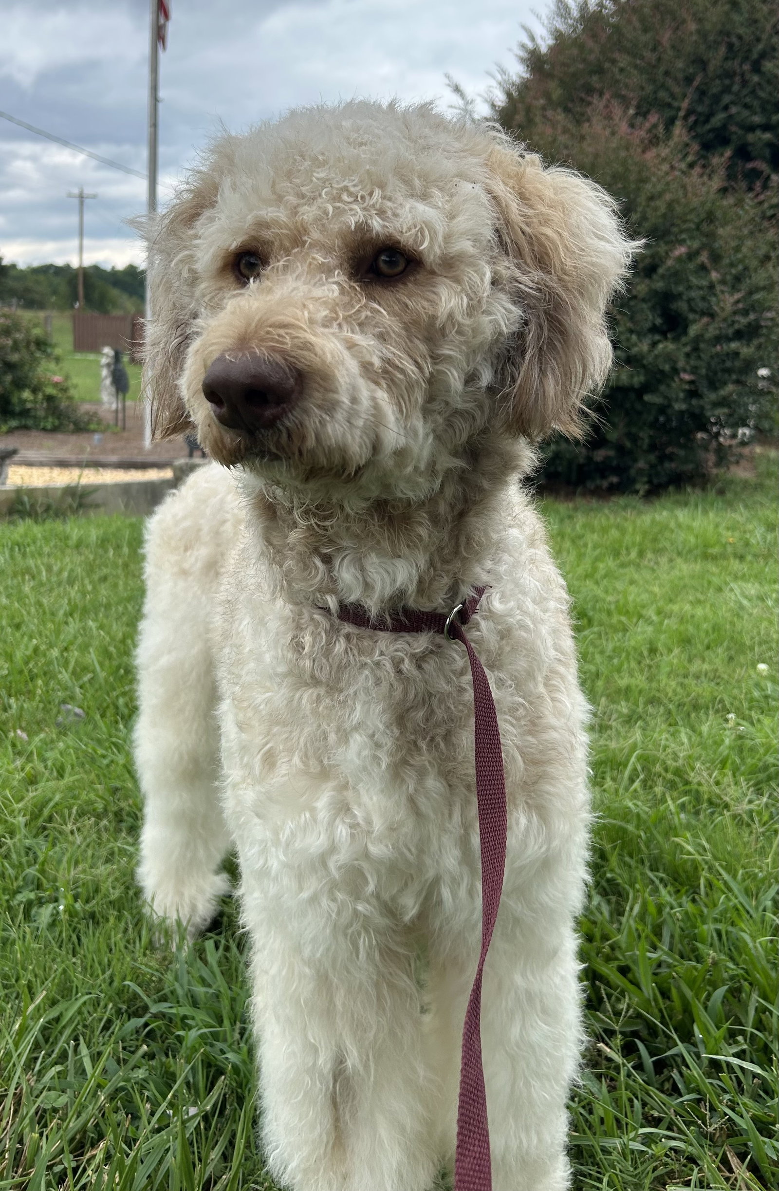 Photo 8 of 9 — Snickers Jul 26