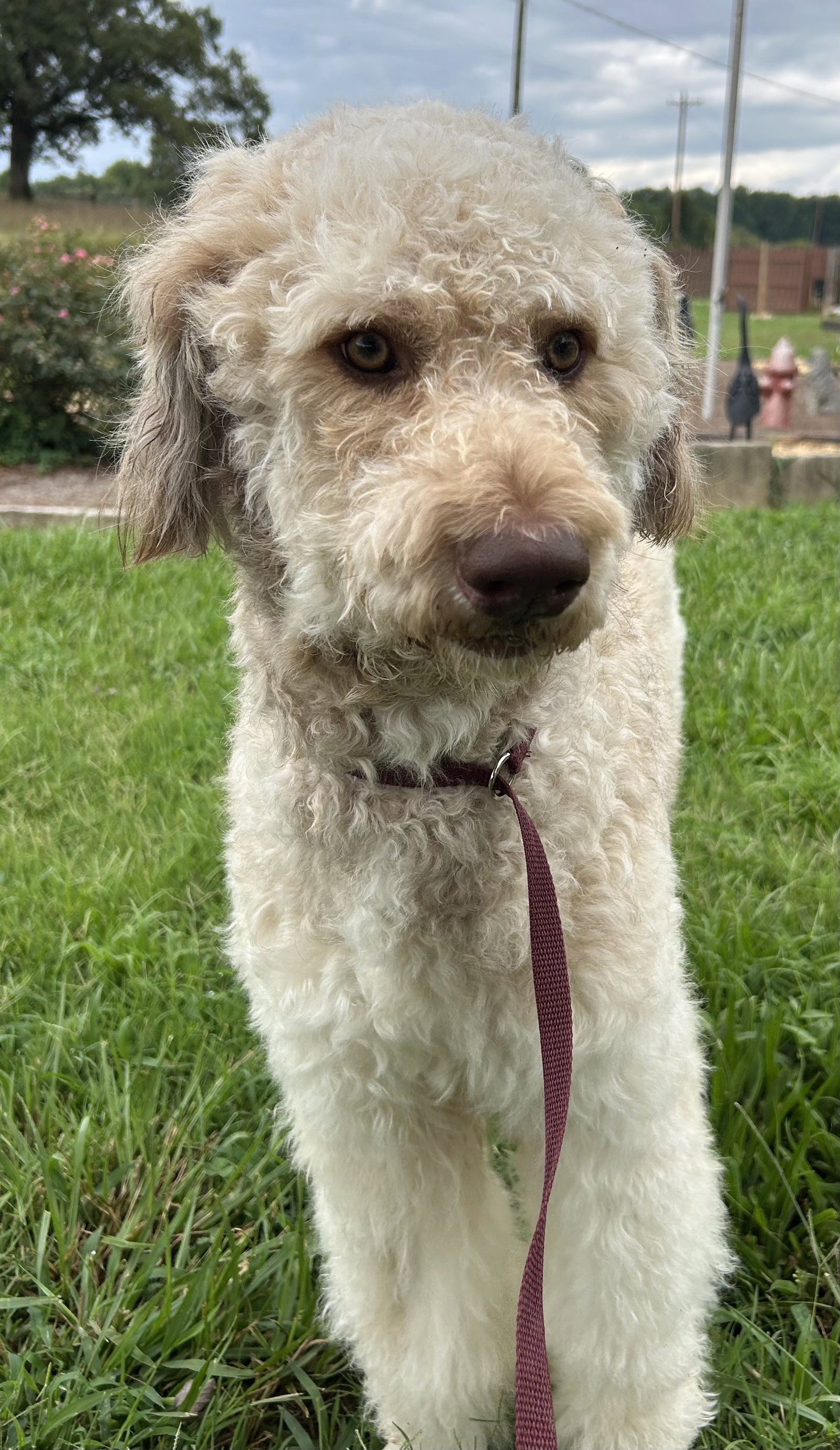 Photo 2 of 9 — Snickers Jul 26