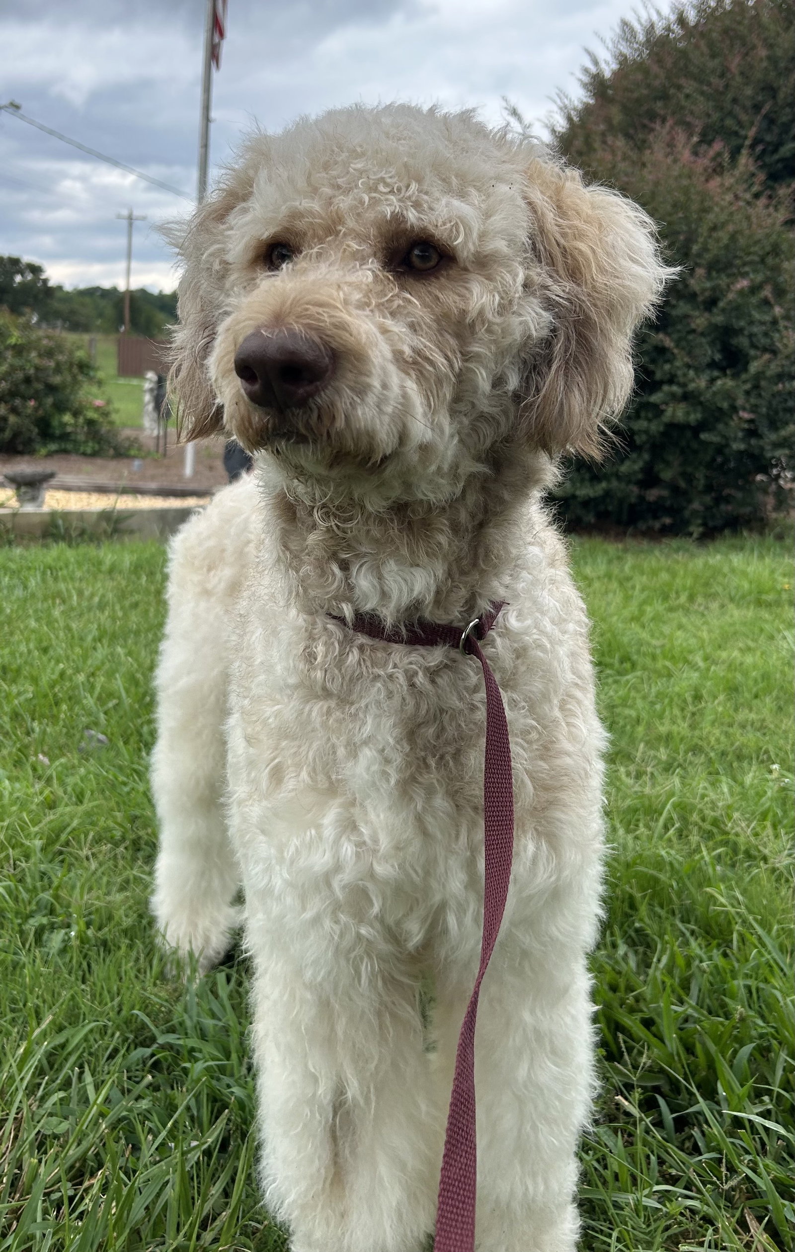 Photo 4 of 9 — Snickers Jul 26