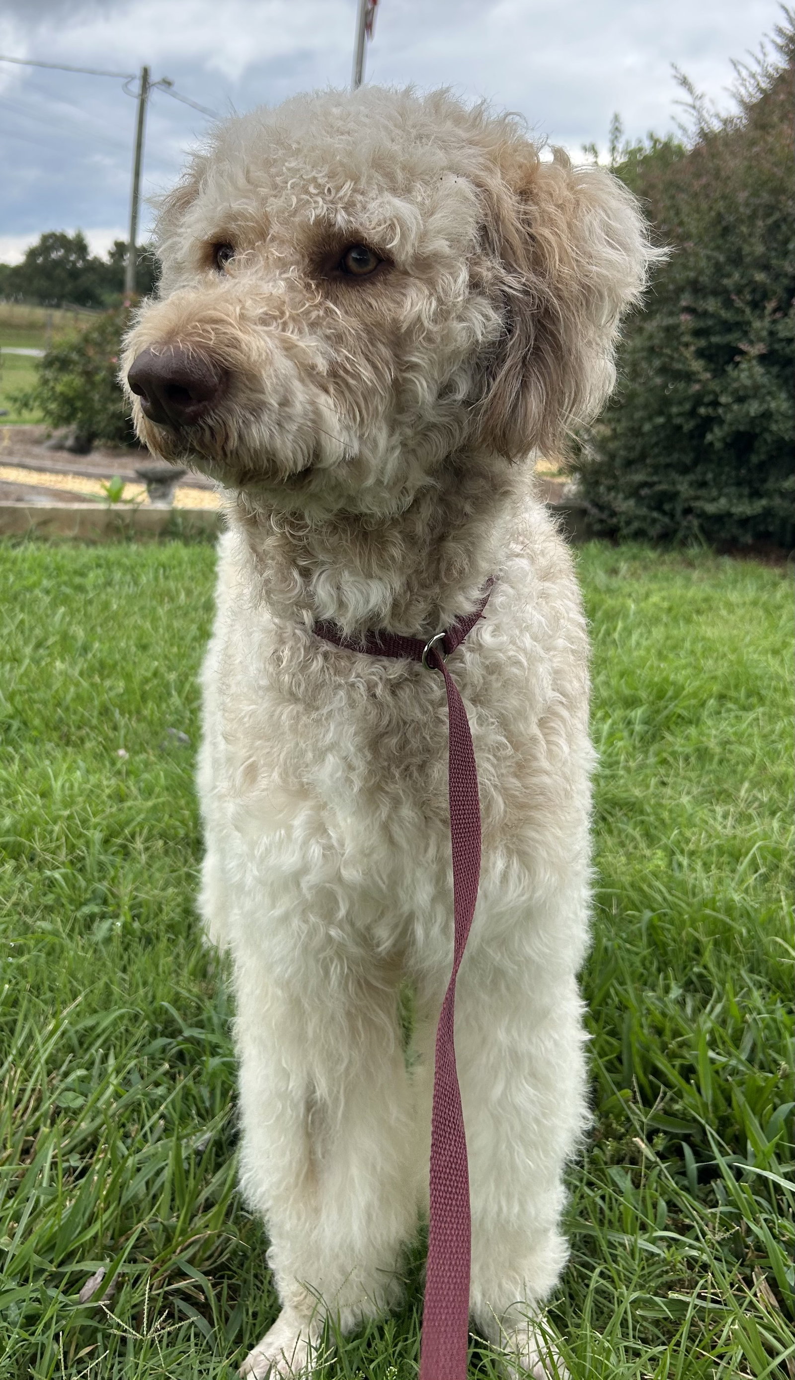 Photo 6 of 9 — Snickers Jul 26