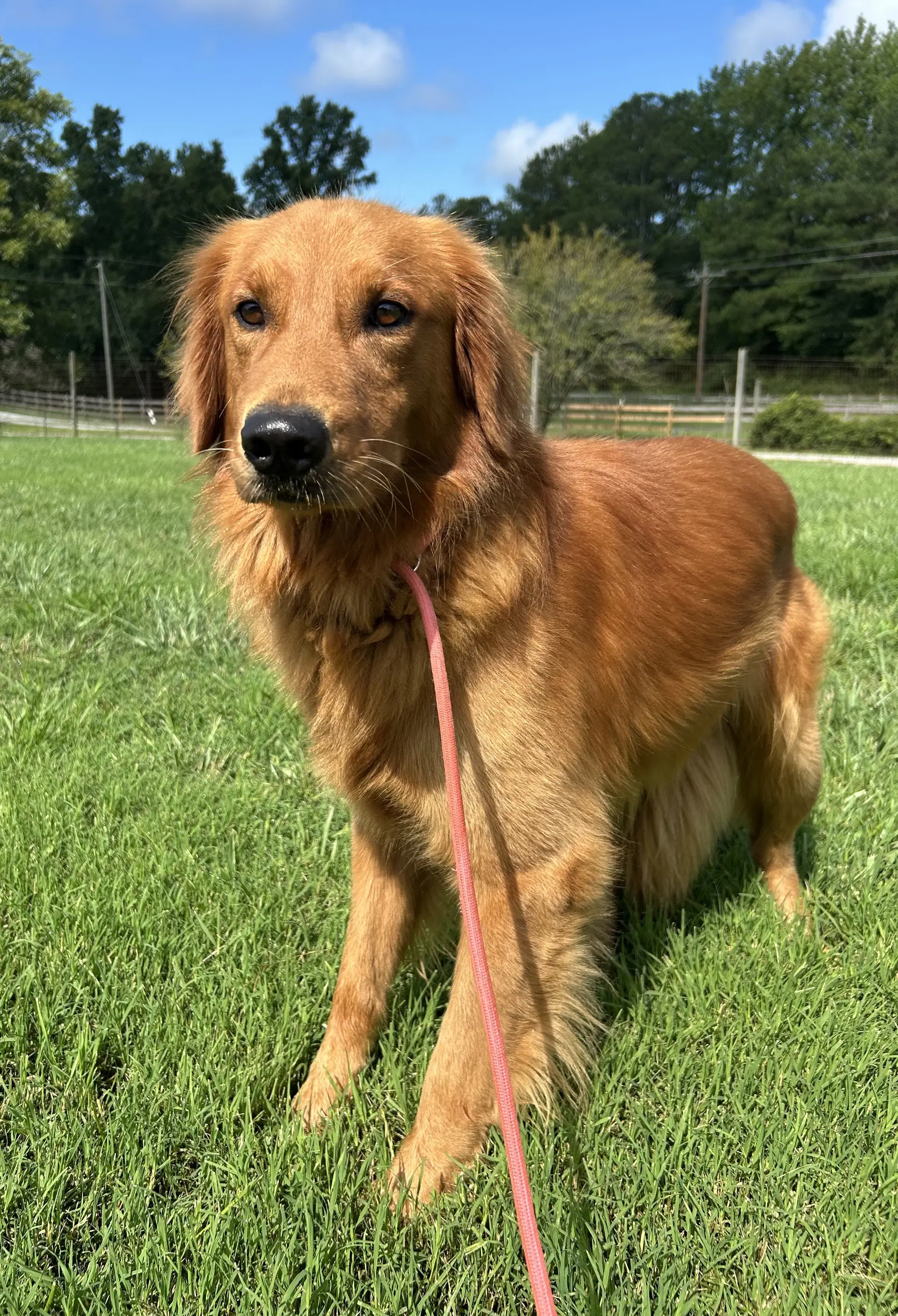 Max Jul - Golden Retriever