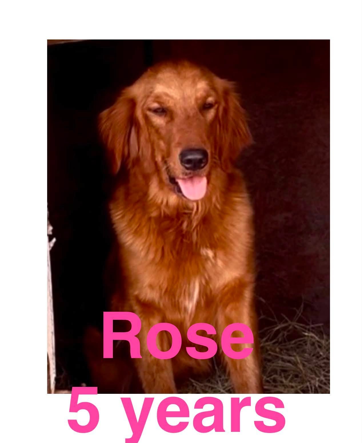 Photo 6 of 6 — Rose Golden Jul 26
