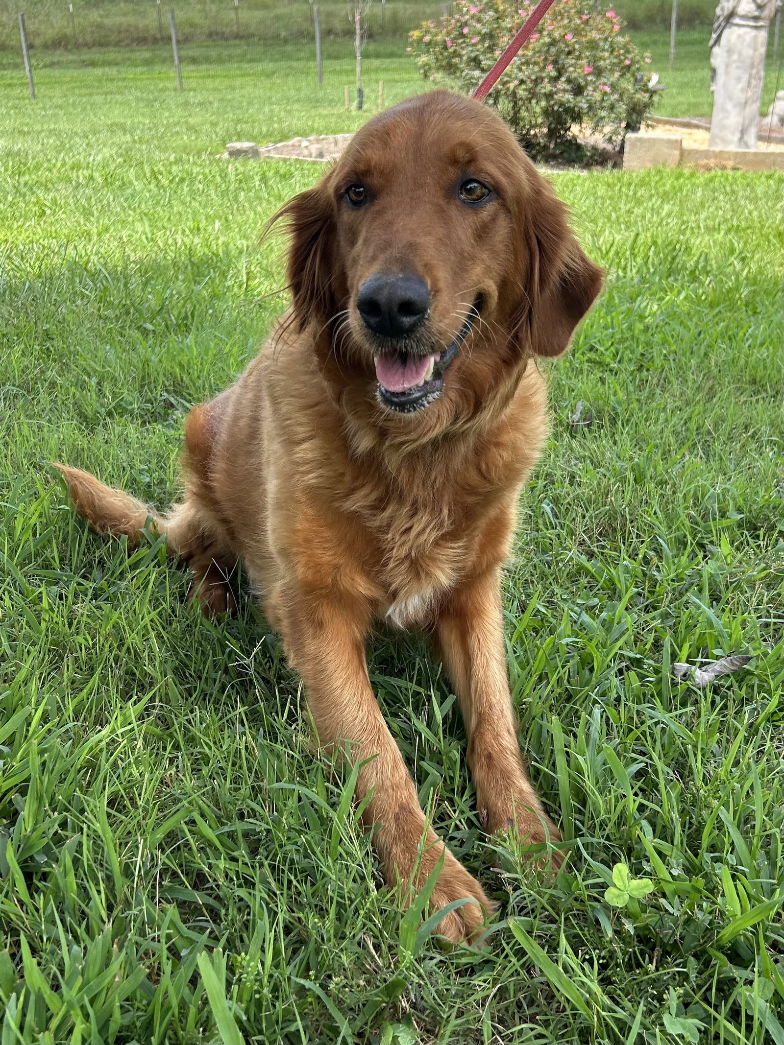 Photo of Rose Golden Jul 26