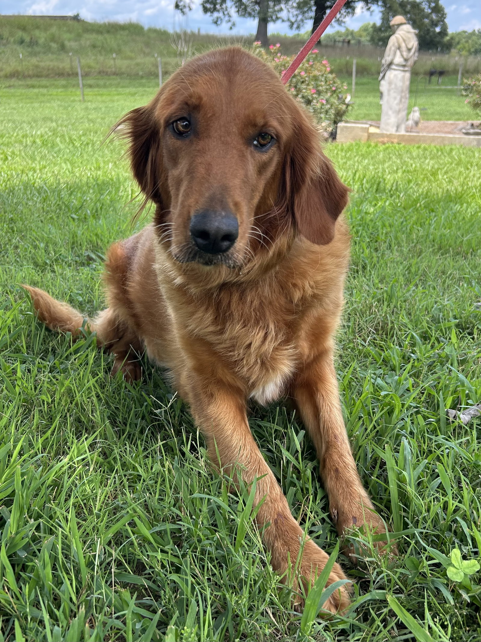 Photo 2 of 6 — Rose Golden Jul 26