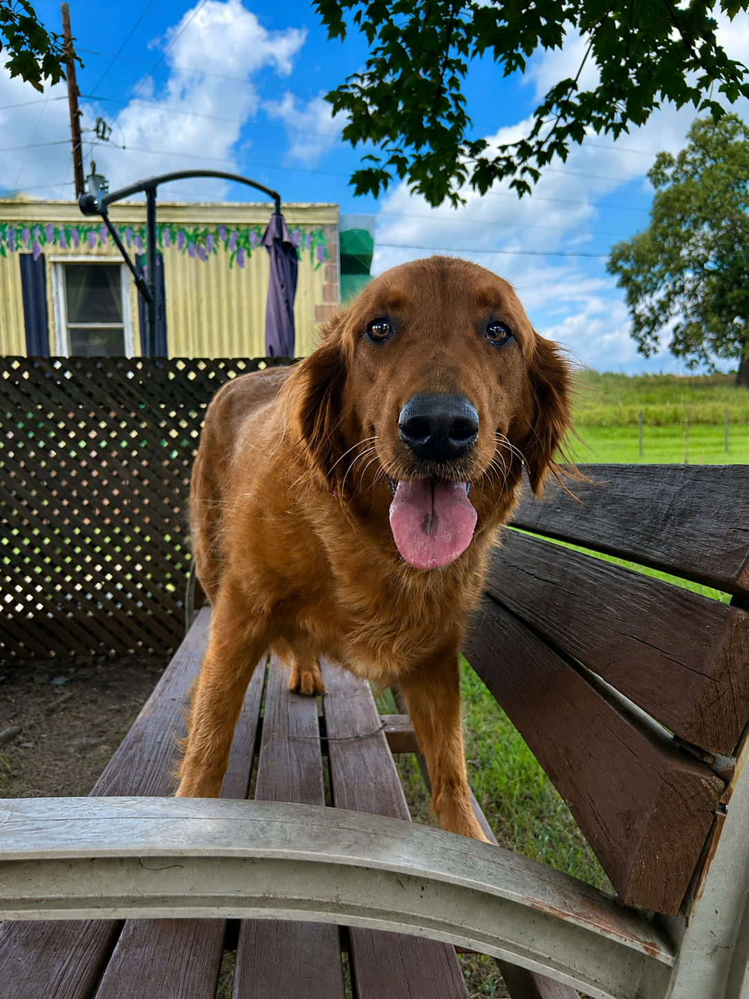 Photo 3 of 6 — Rose Golden Jul 26