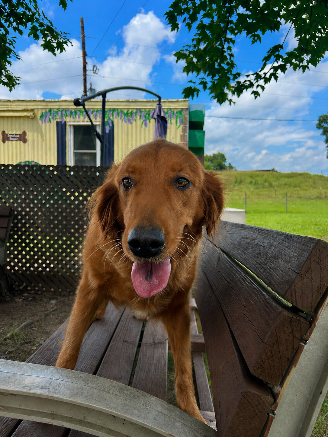Photo 5 of 6 — Rose Golden Jul 26
