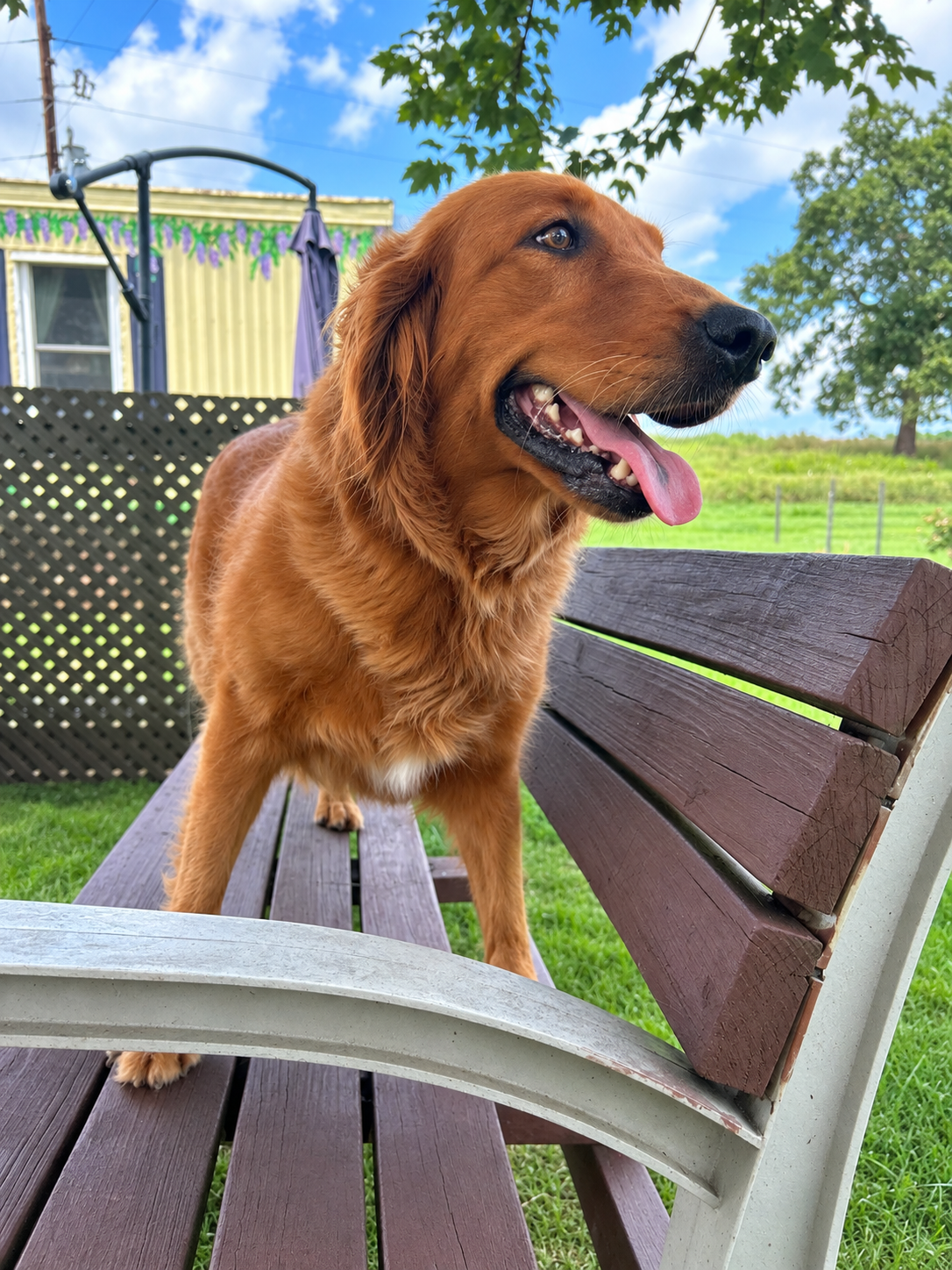 Photo 4 of 6 — Rose Golden Jul 26