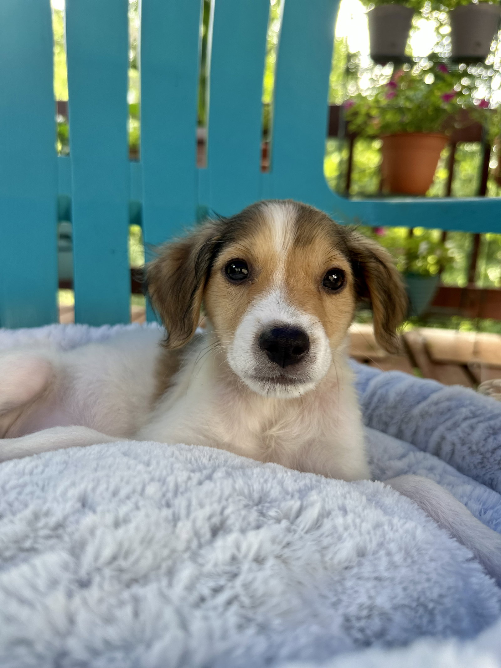 Photo 5 of 5 — Bowie Jul 26