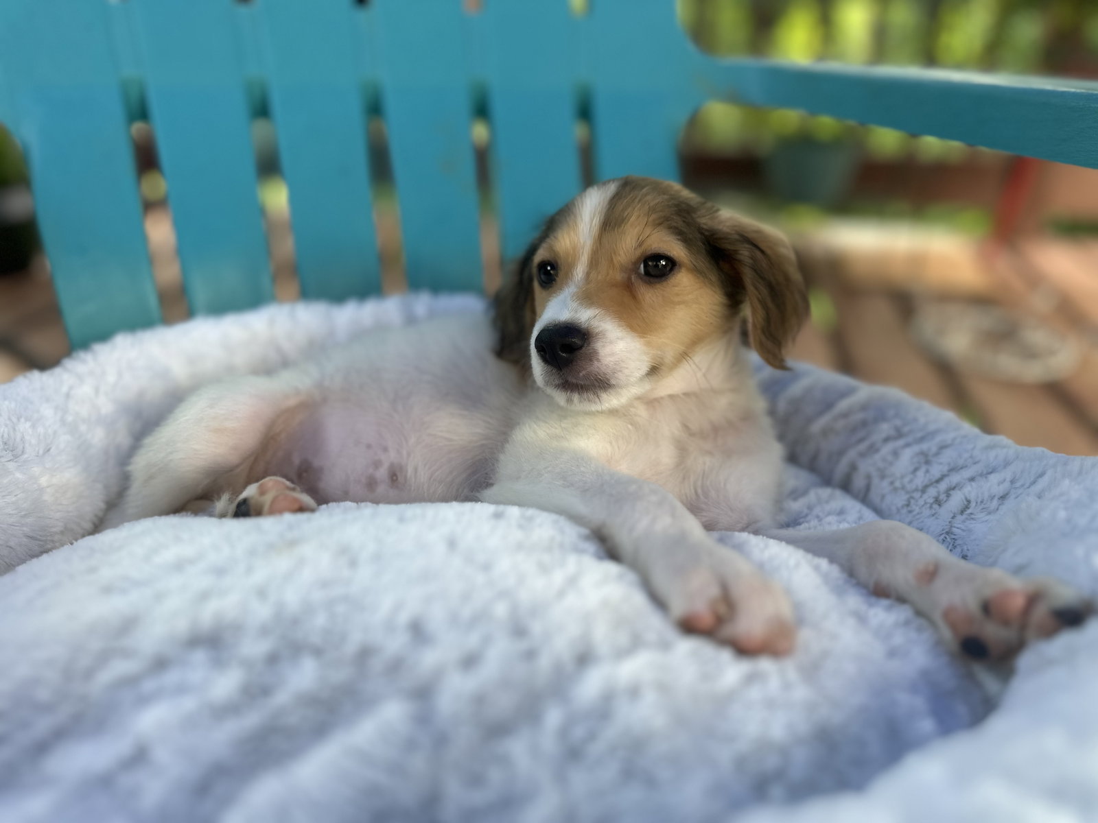 Photo 4 of 5 — Bowie Jul 26