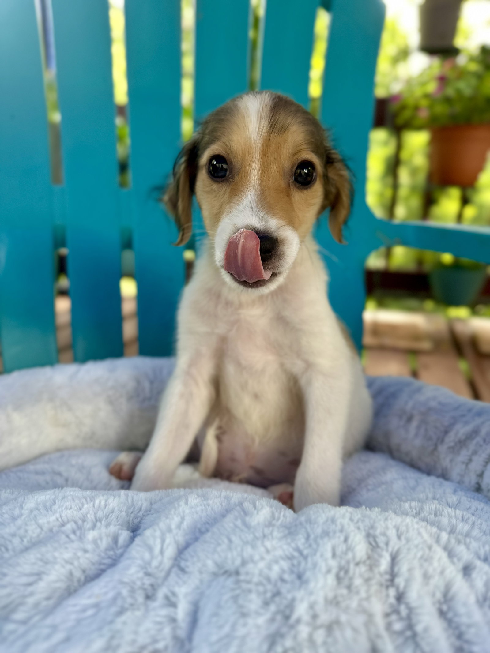 Photo 3 of 5 — Bowie Jul 26