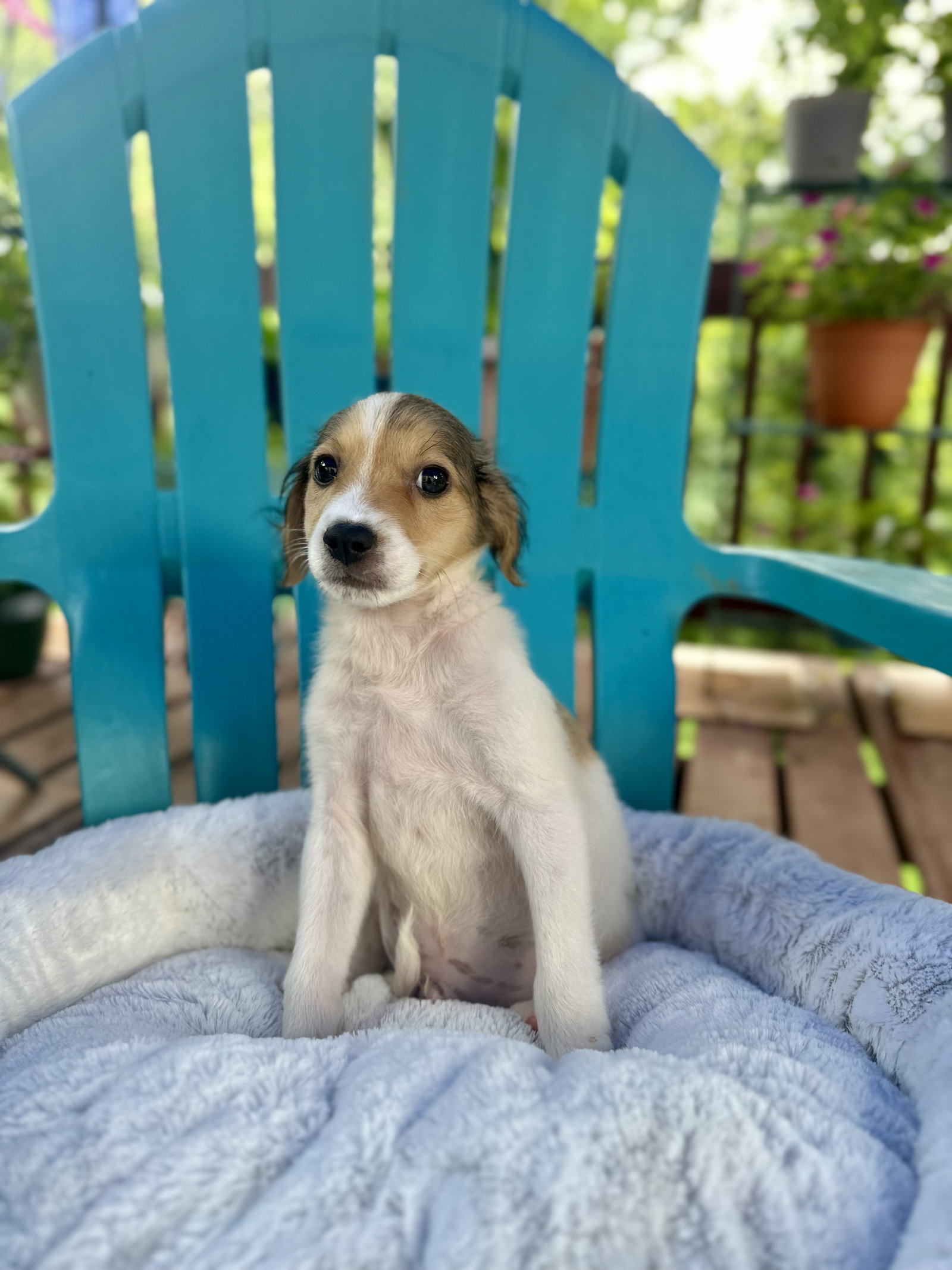 Photo 2 of 5 — Bowie Jul 26