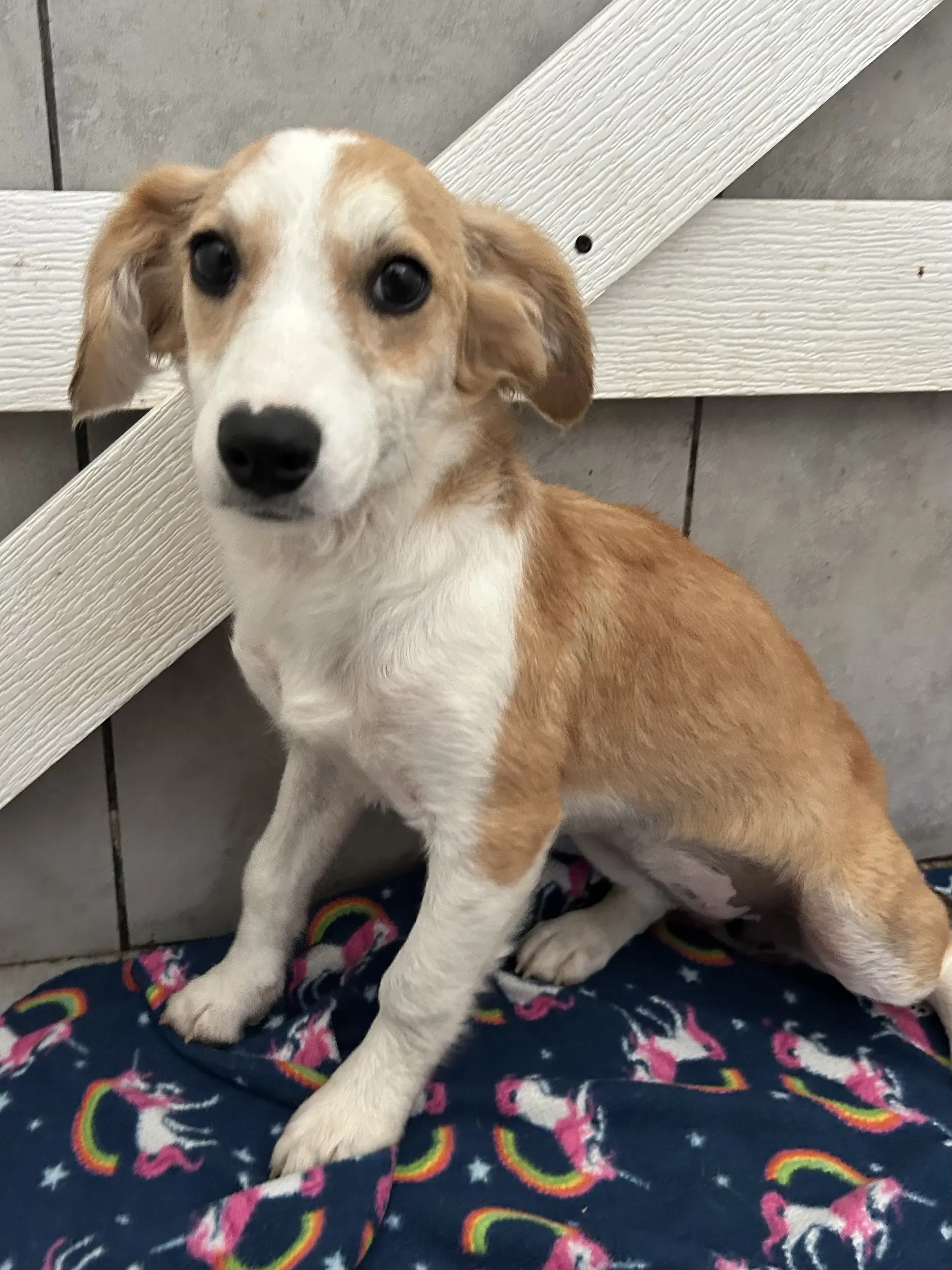 Janie Jul - Terrier