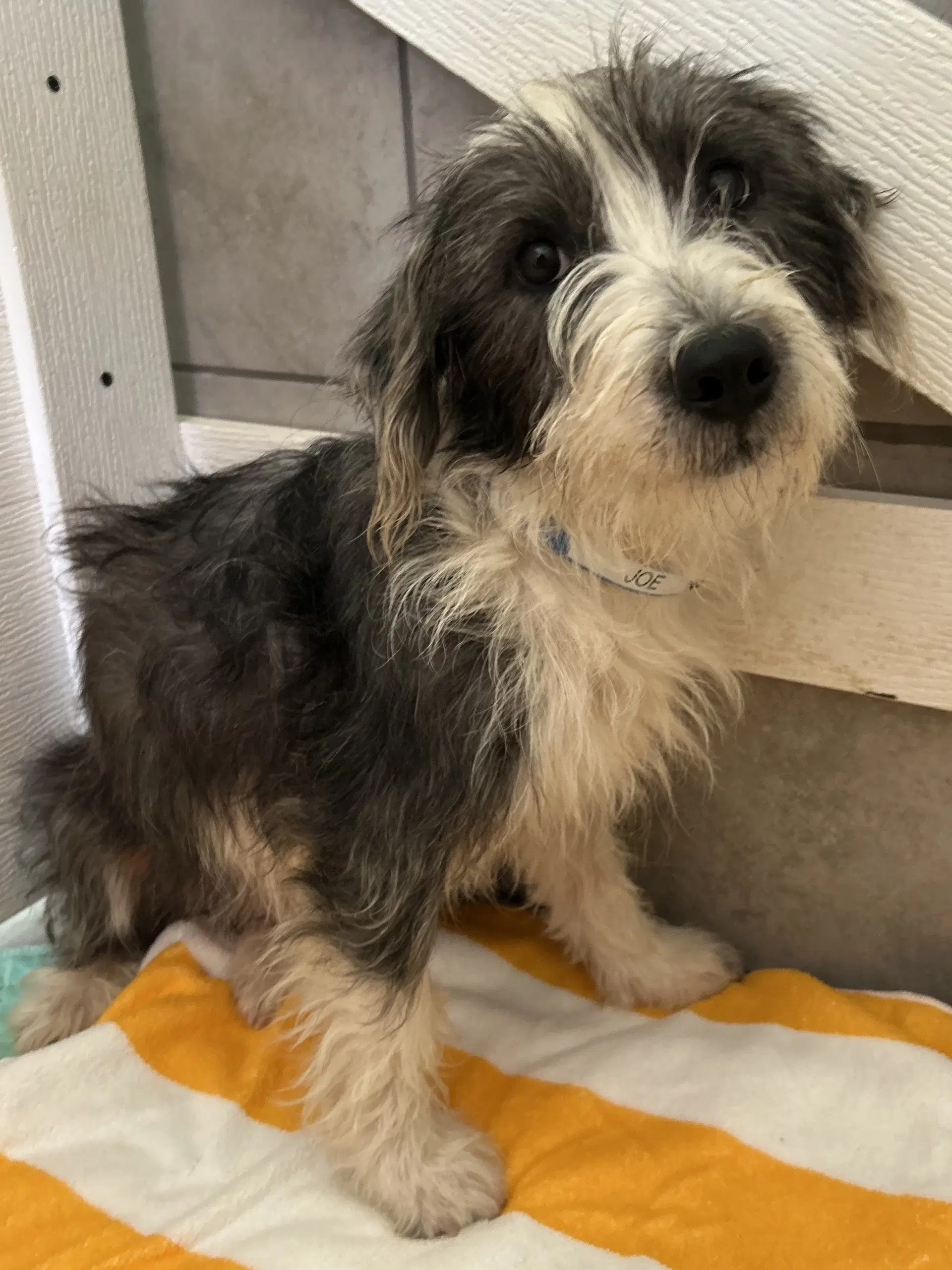 Joe Jul image 4